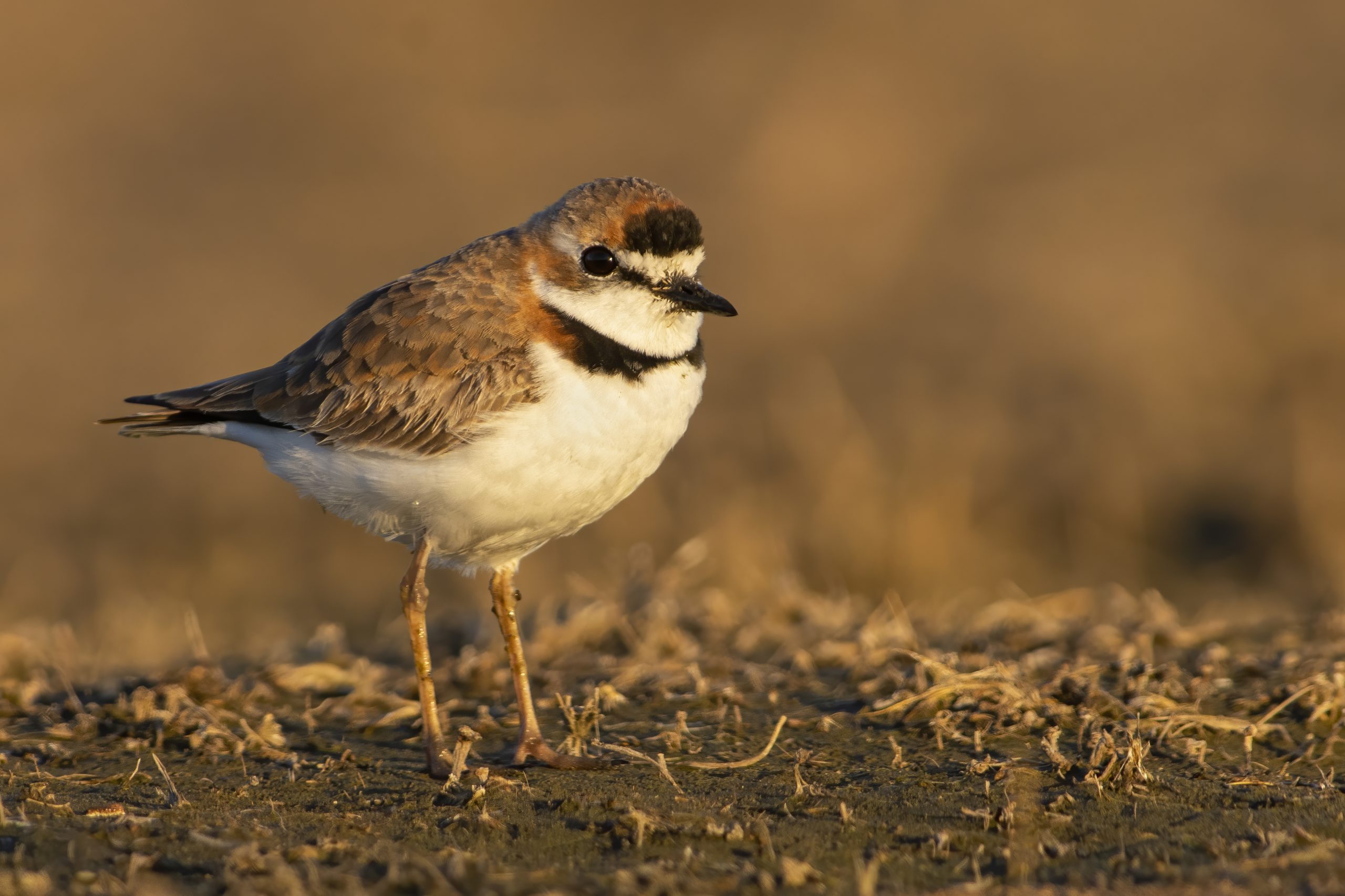 Collared Plover