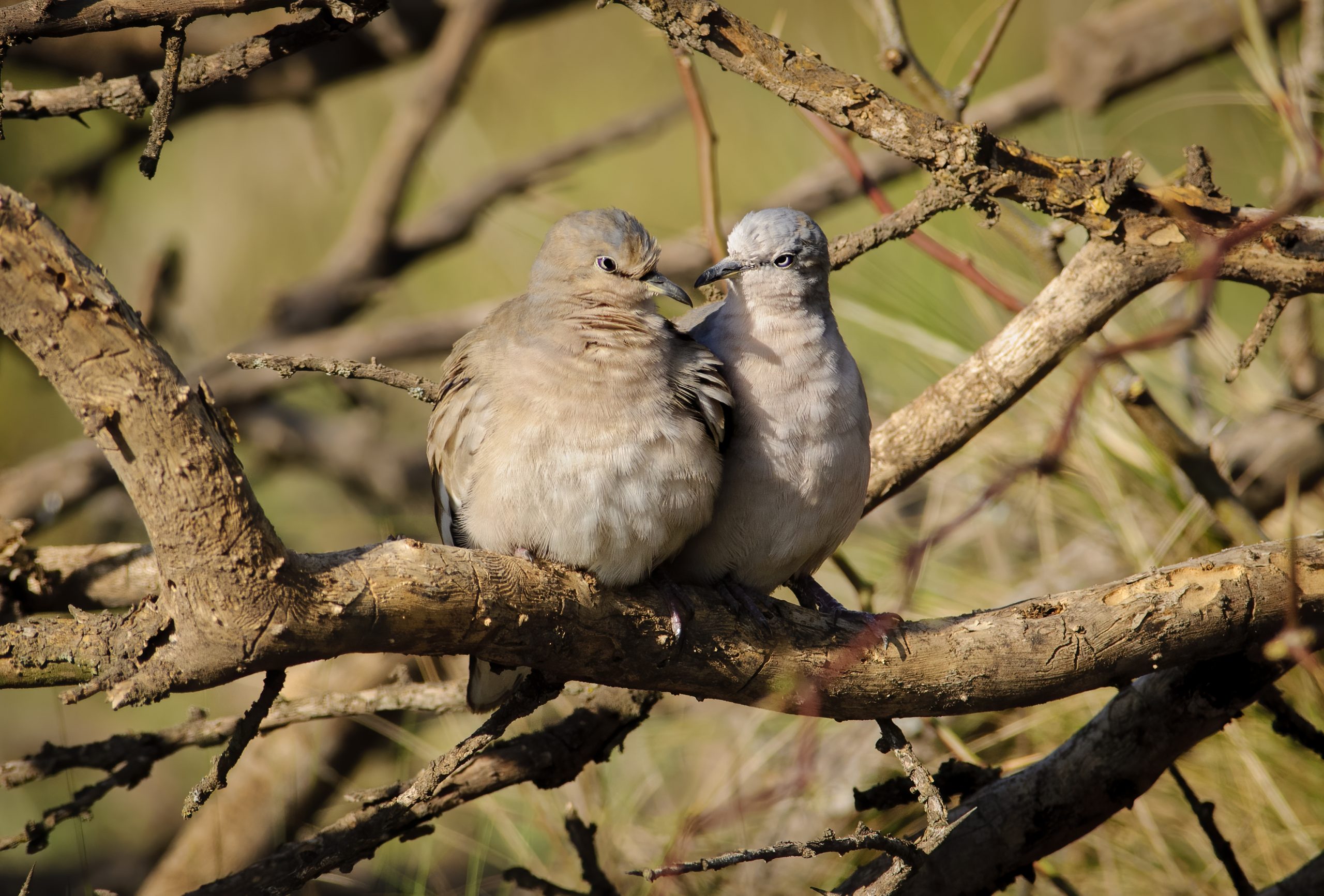 Picui Ground-dove