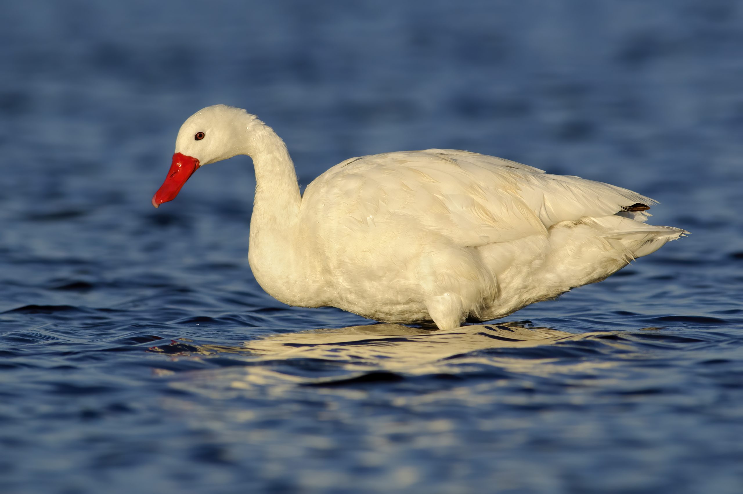 Coscoroba Swan