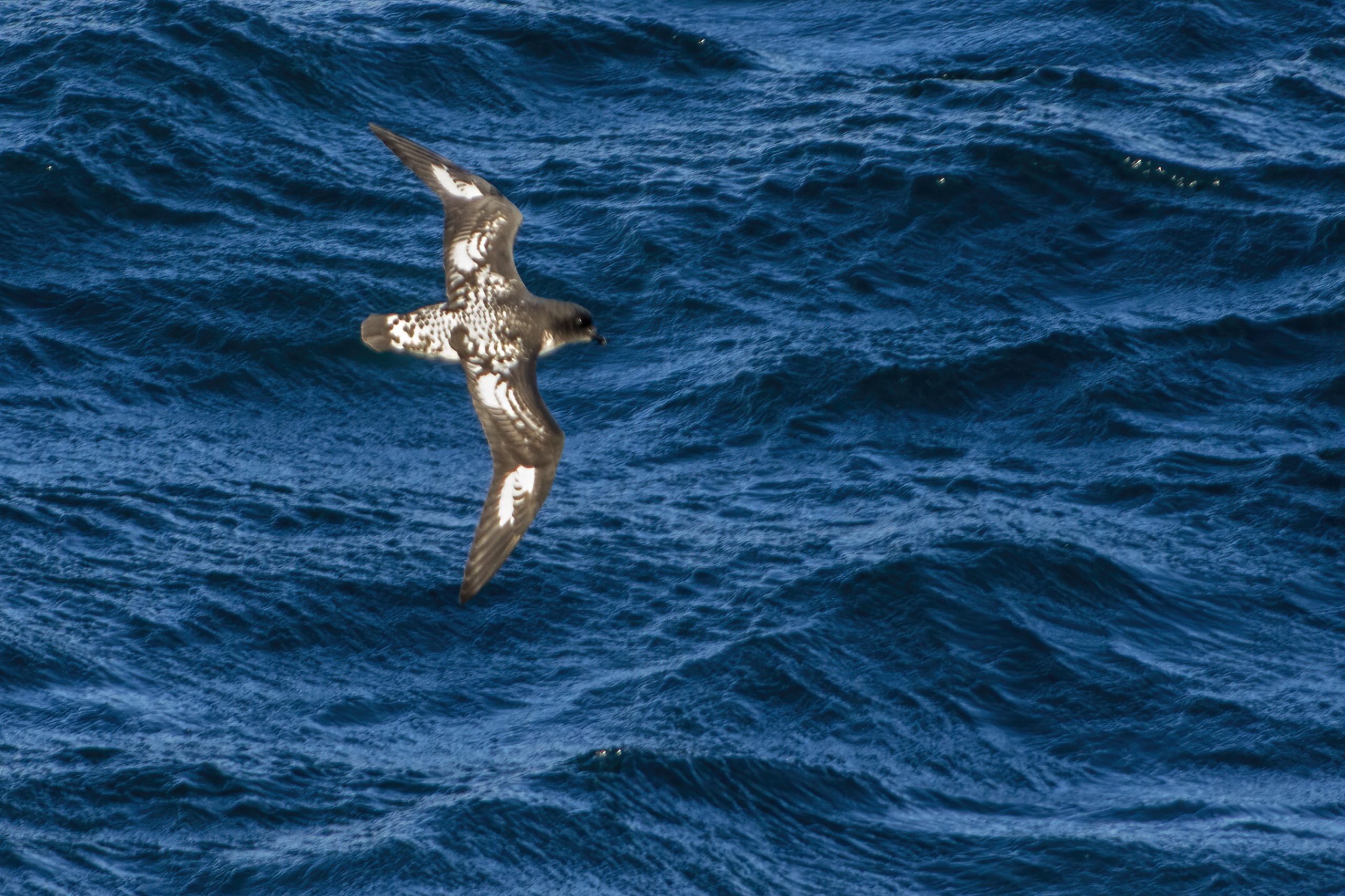 Pintado Petrel
