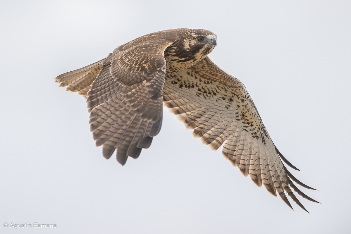 Variable Hawk