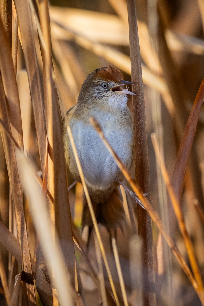 Bay-capped Wren-Spinetail