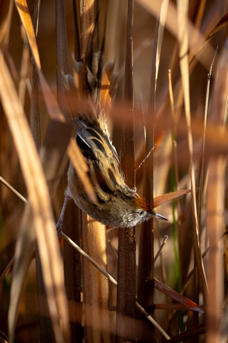 Bay-capped Wren-Spinetail