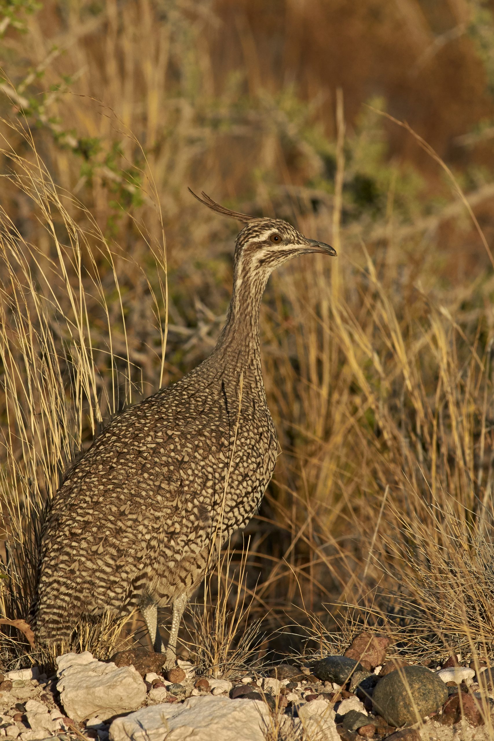 Elegant Crested-Tinamou