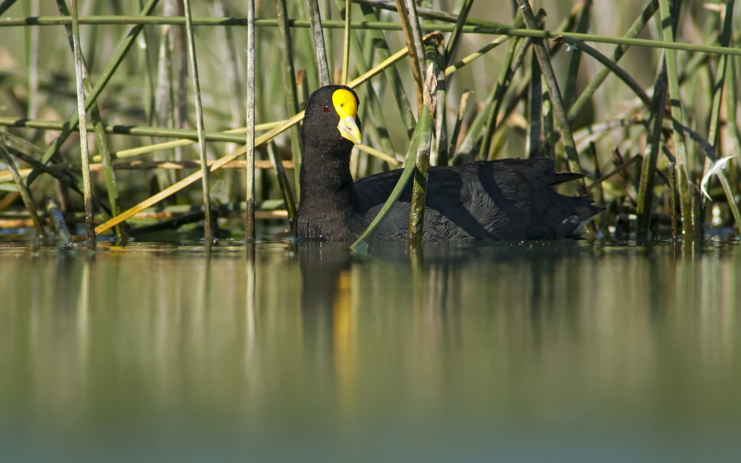 White-winged Coot