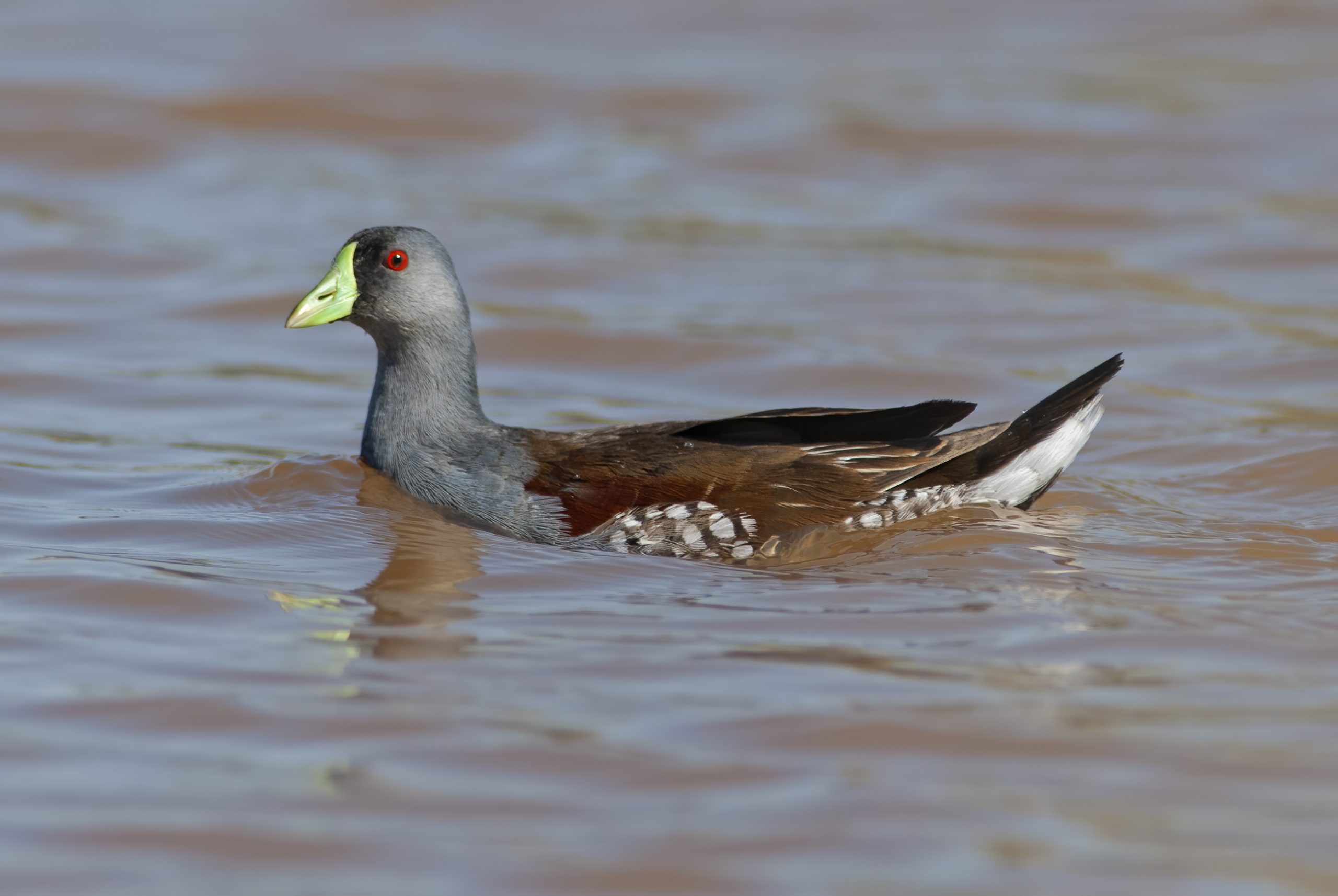 Spot-flanked Gallinule