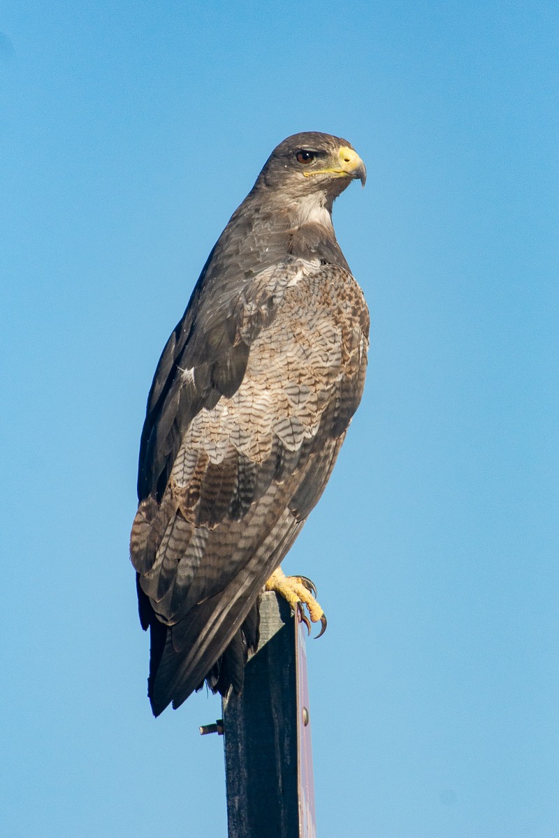 Black-chested Buzzard-Eagle
