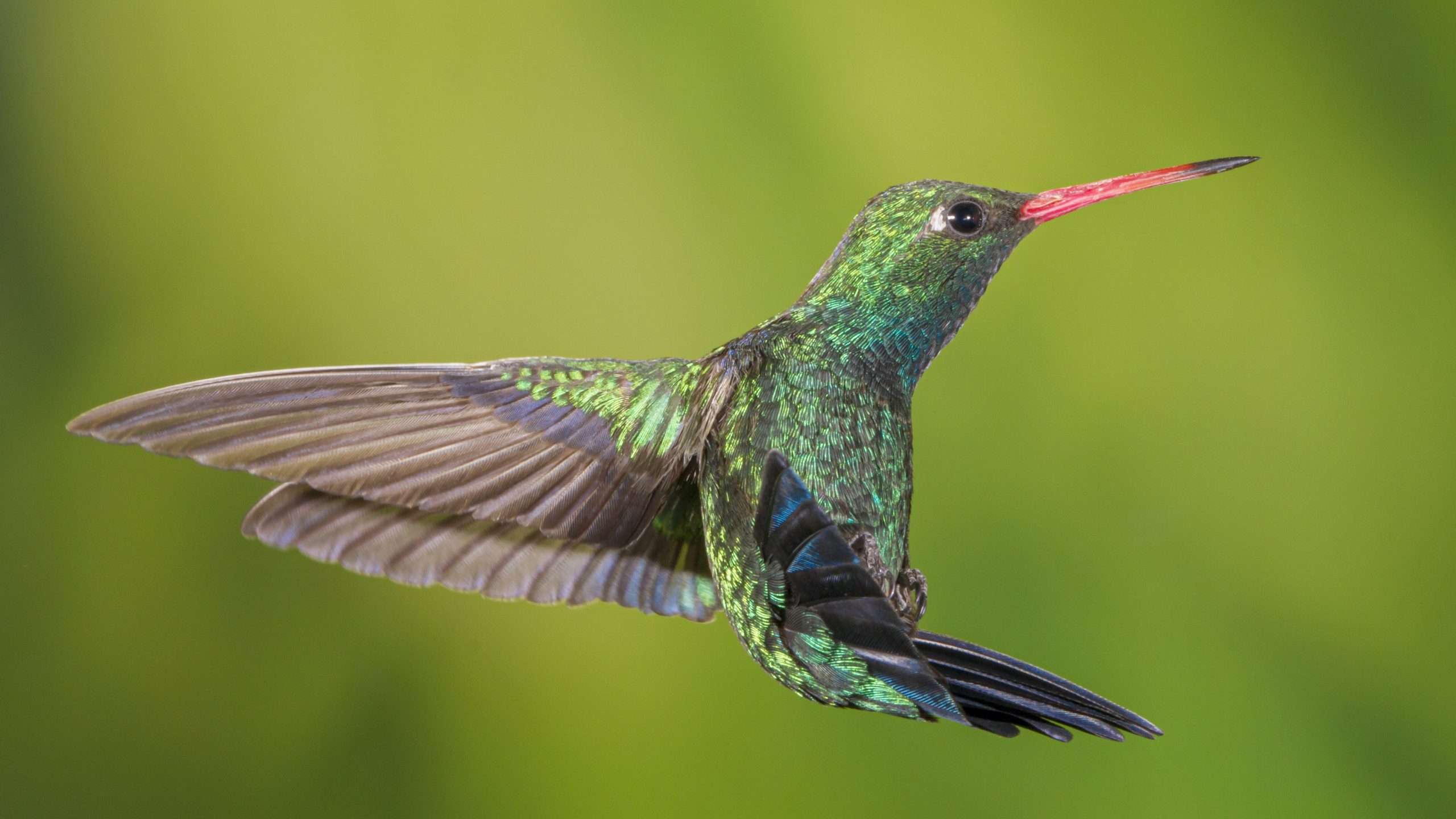 Glittering-bellied Emerald