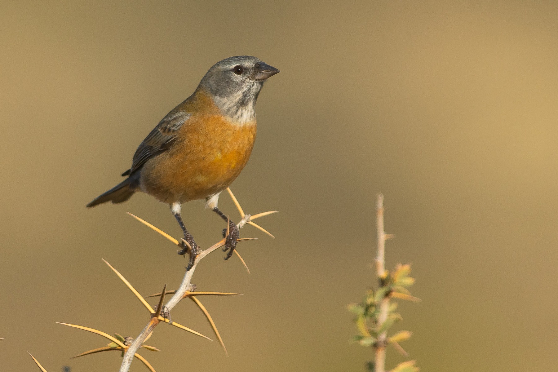 Gray-hooded Sierra Finch
