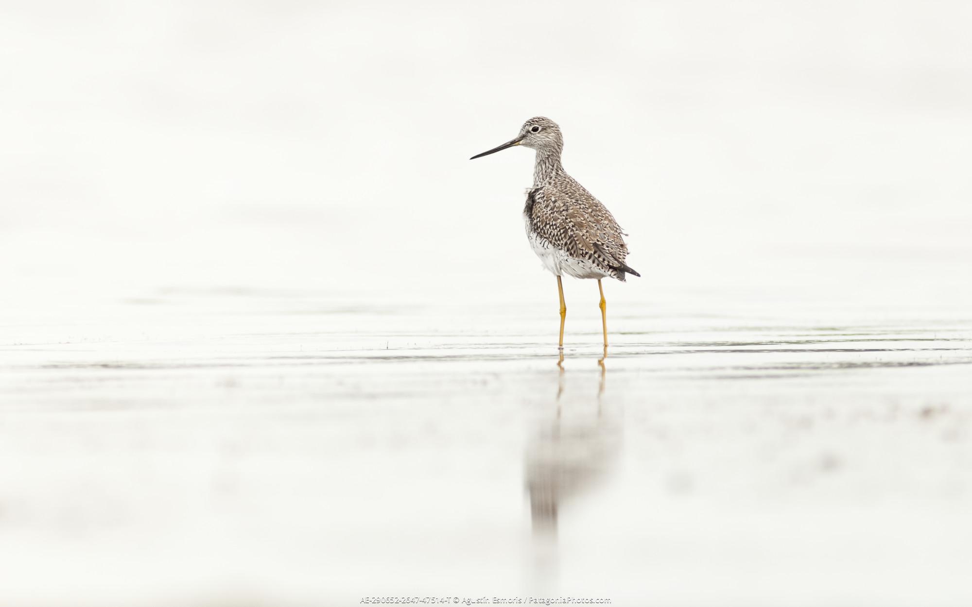 Greater Yellowlegs