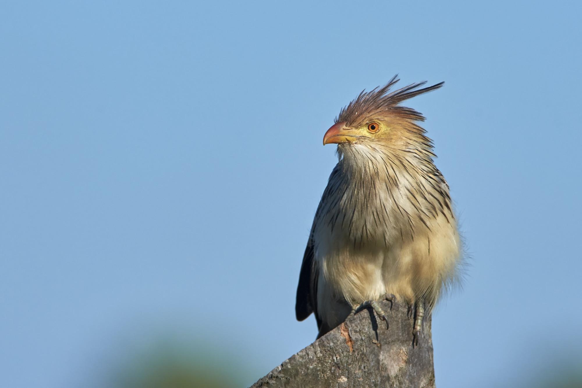 Guira Cuckoo