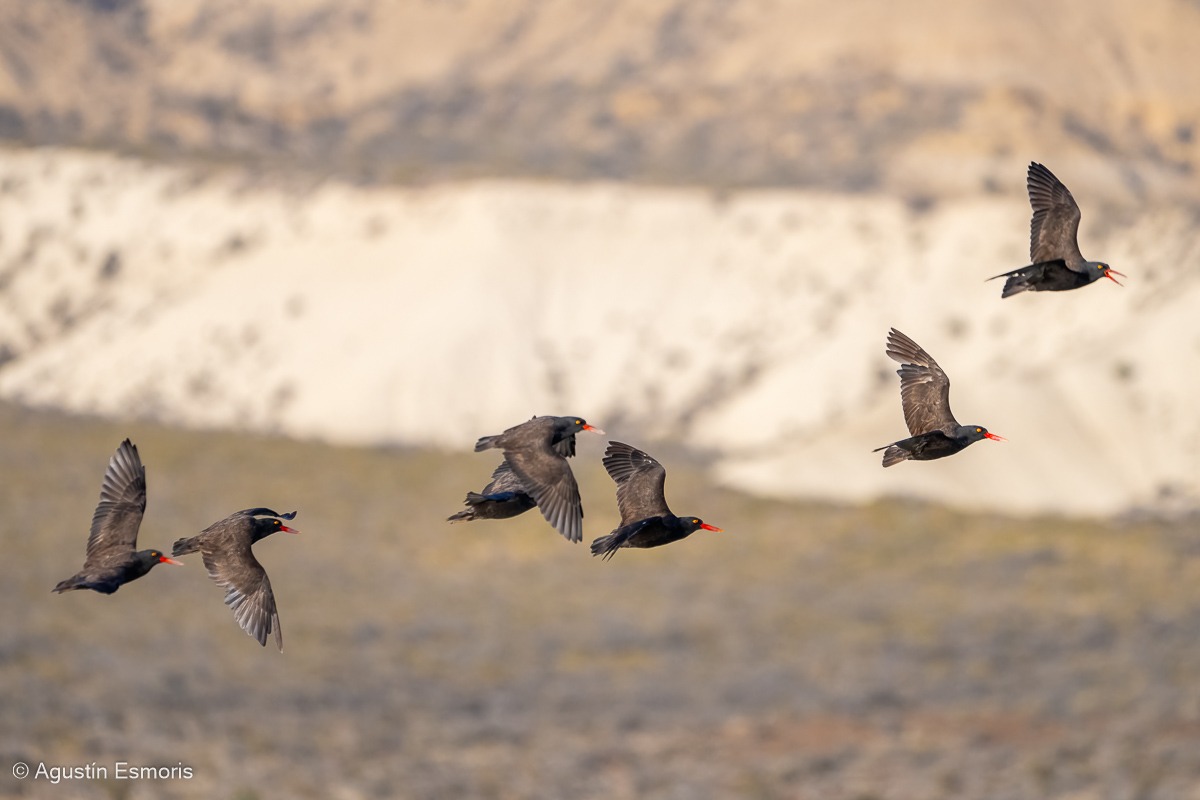 Blackish Oystercatcher