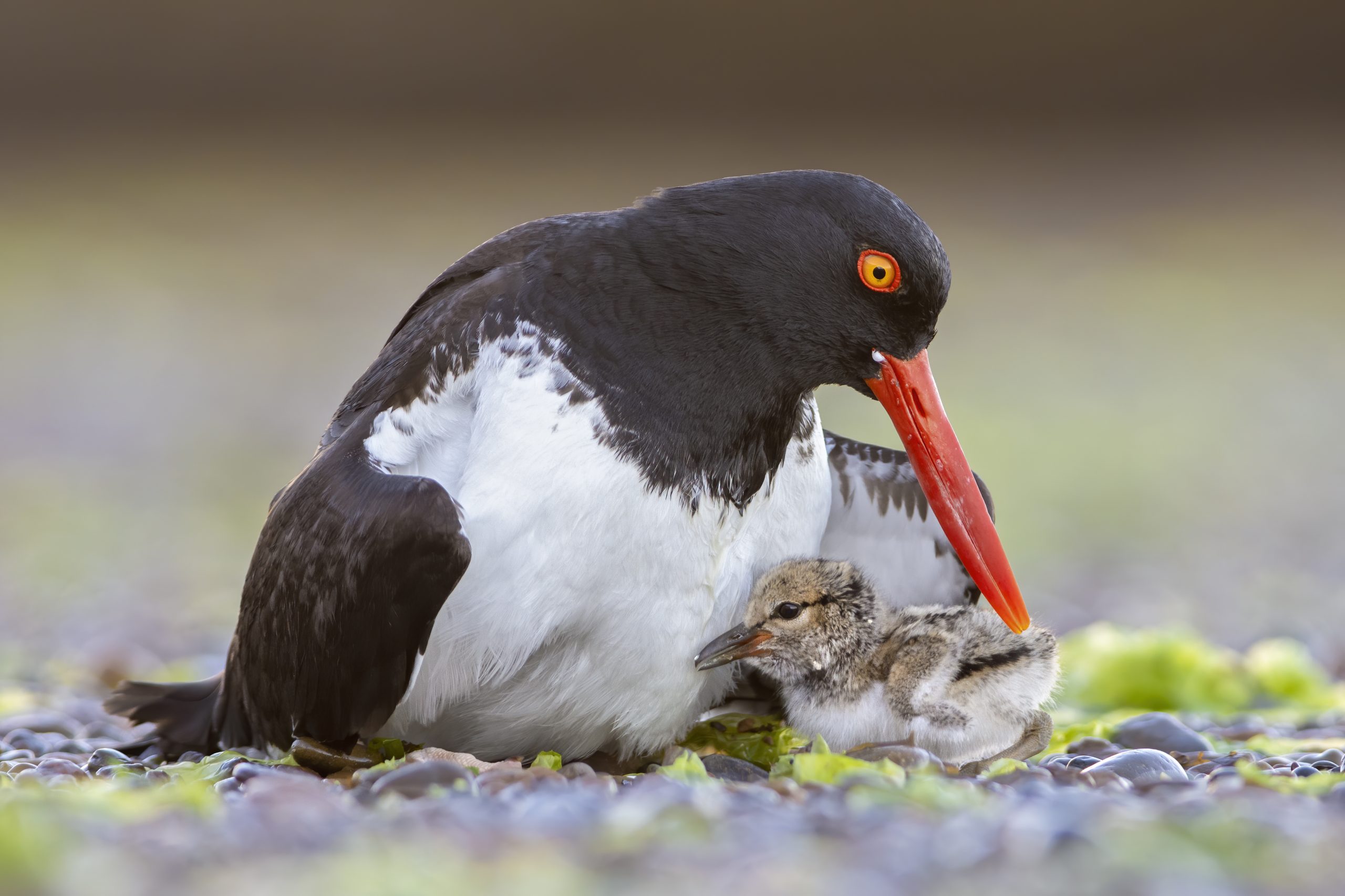 American Oystercatcher