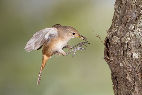 House Wren