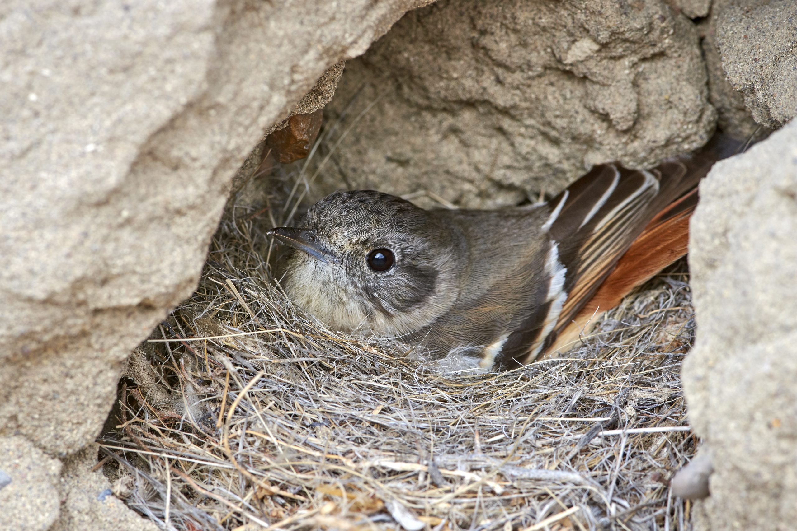 White-winged Black-tyrant