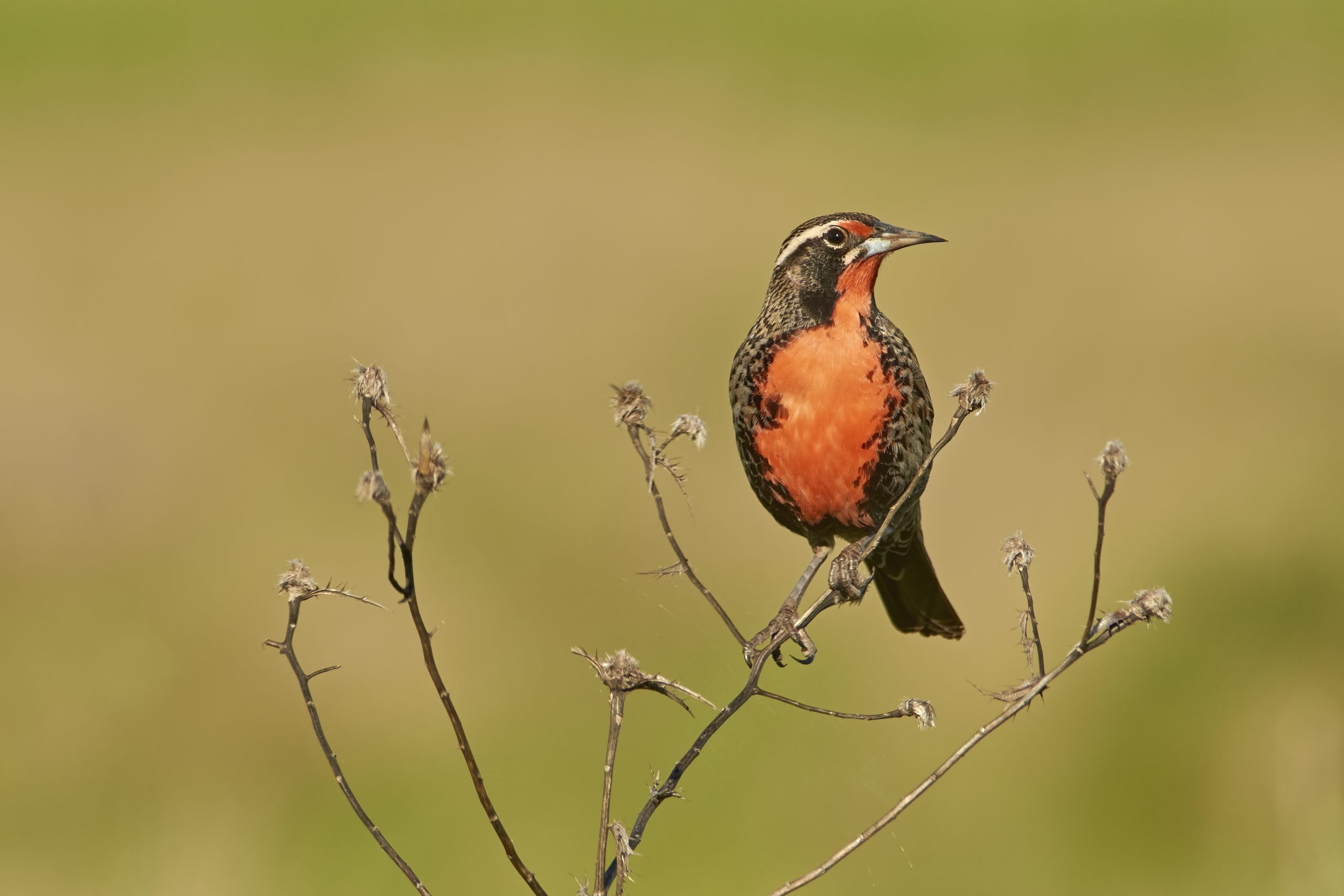 Long-tailed Meadowlark