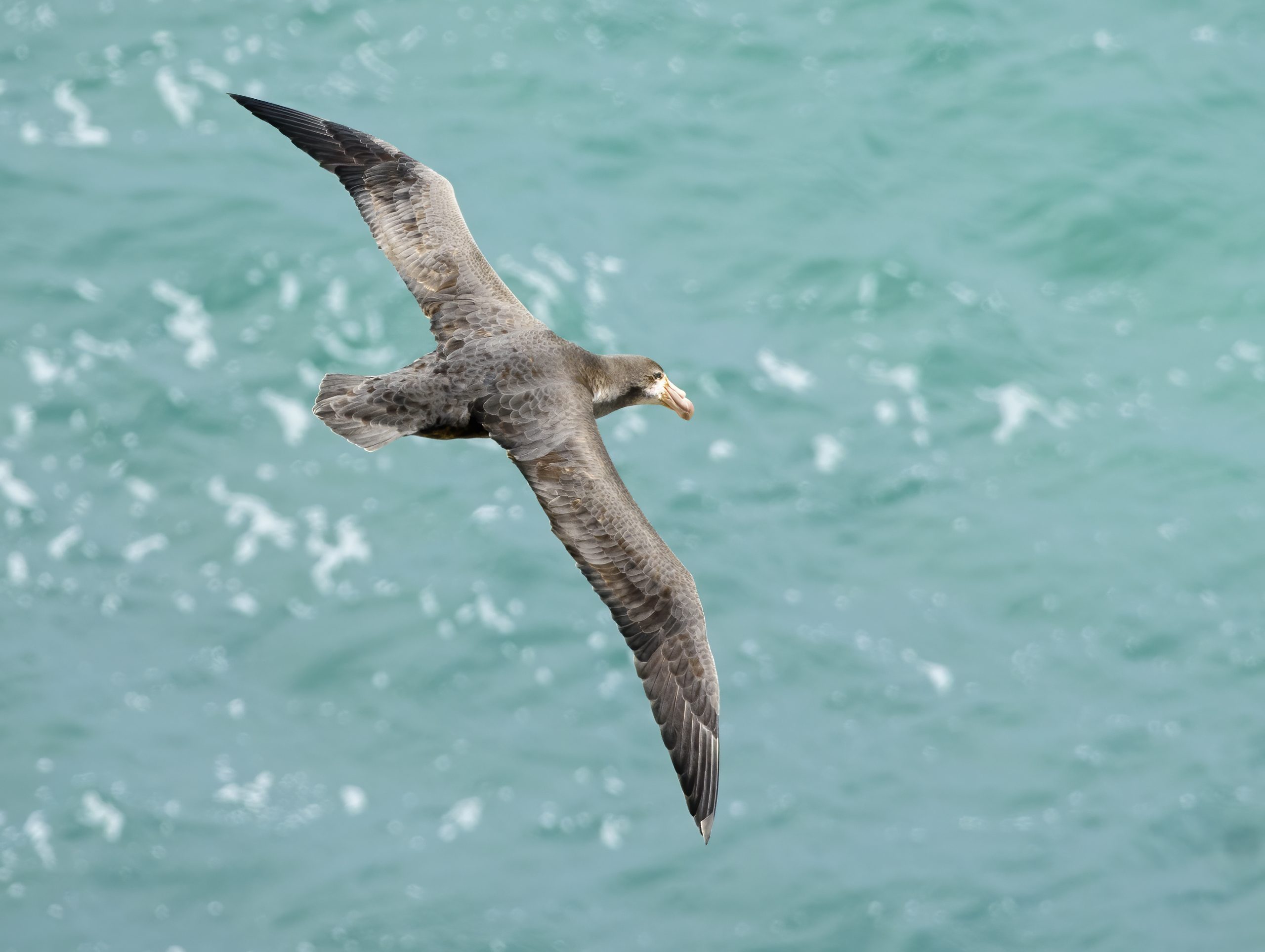 Northern Giant-petrel