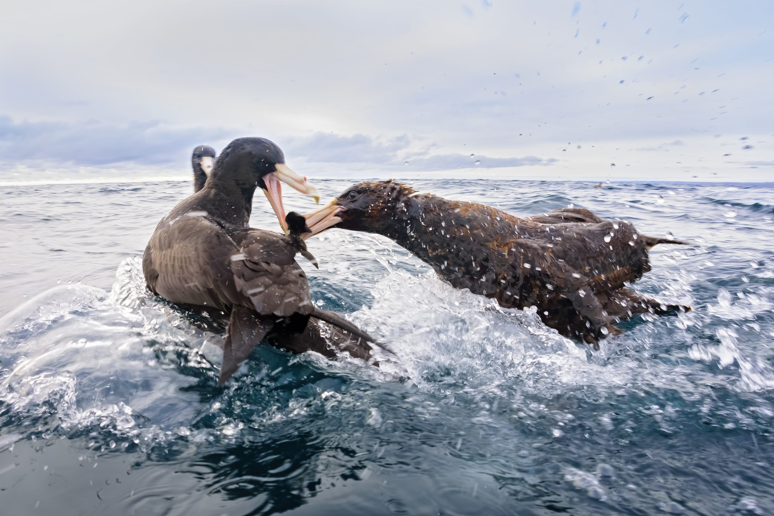Southern Giant-petrel