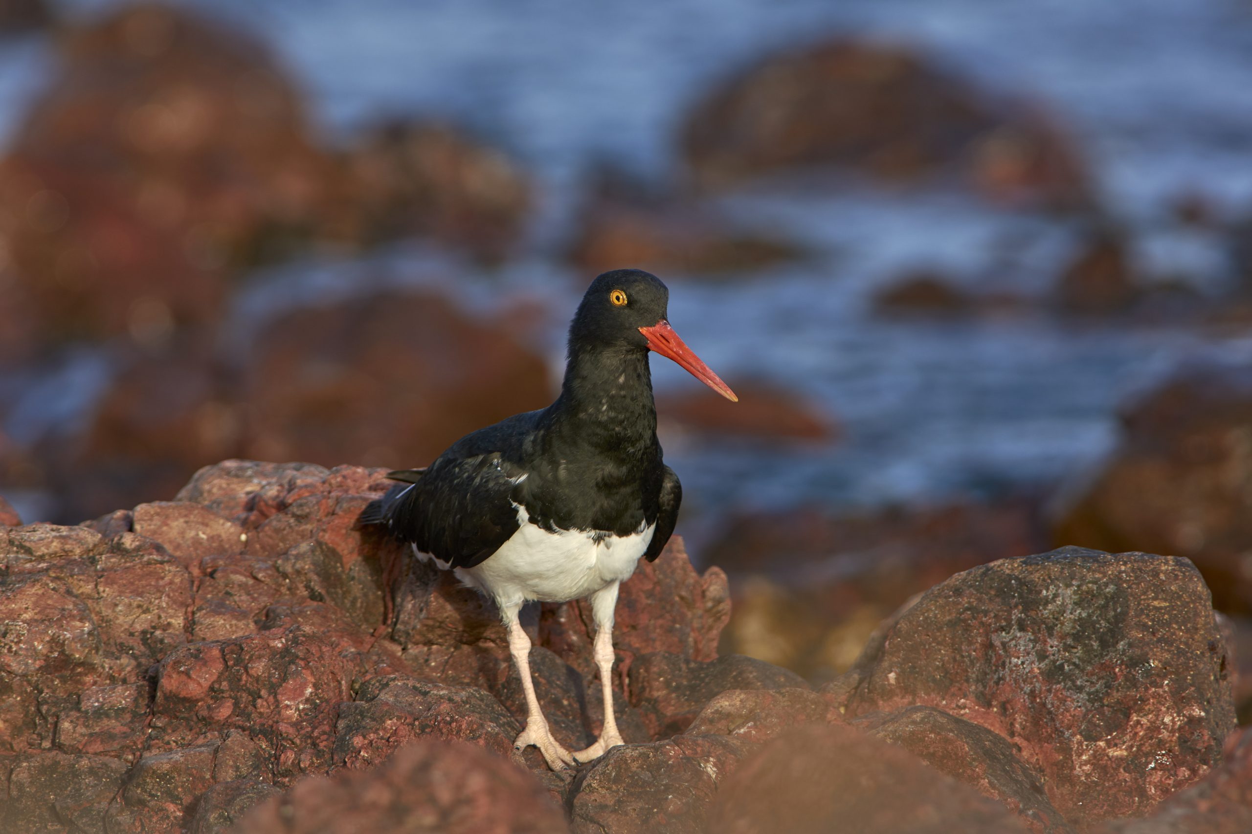Magellanic Oystercatcher