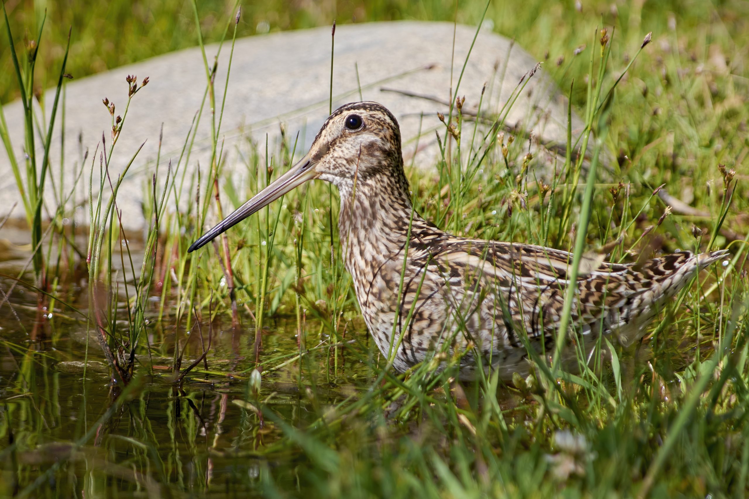 Magellanic Snipe