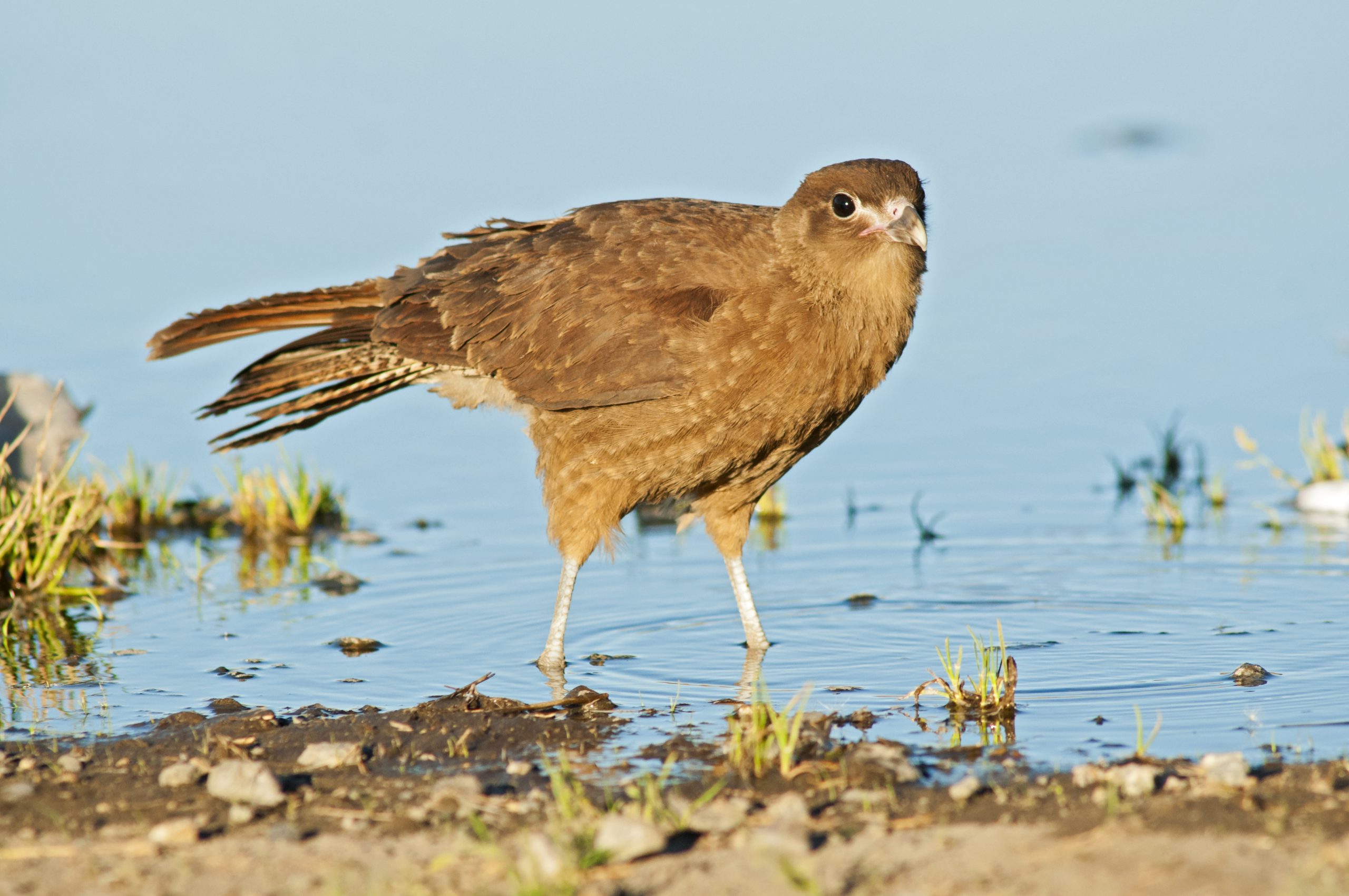 Chimango Caracara