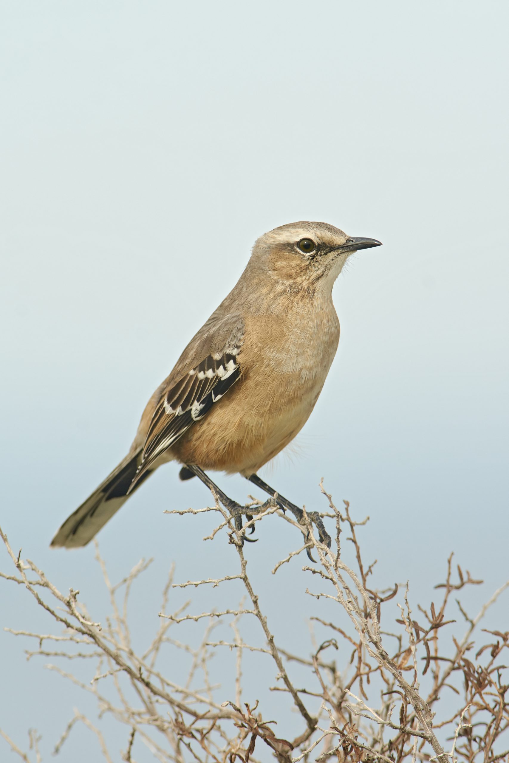 Patagonian Mockingbird