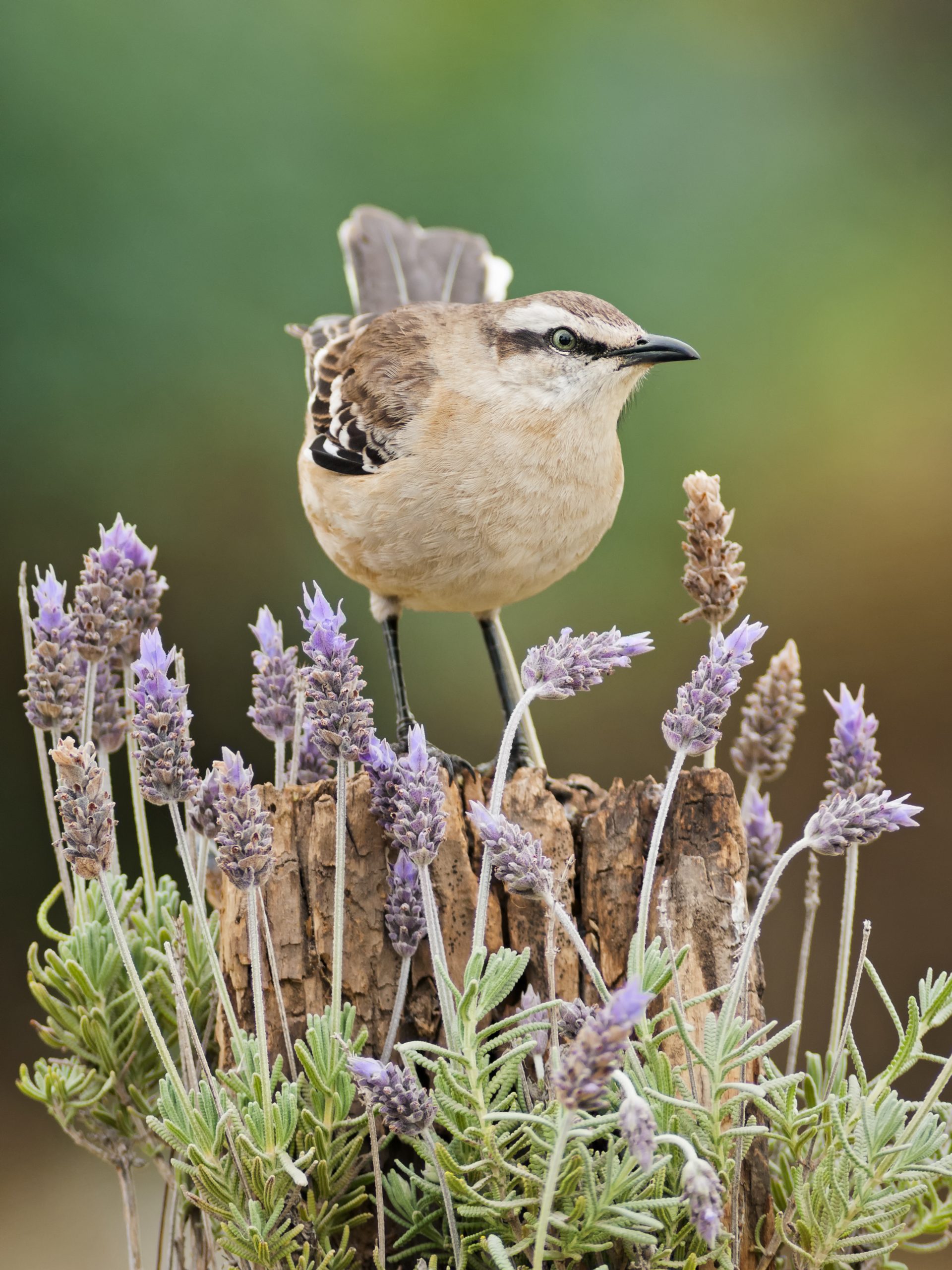 Chalk-browed Mockingbird