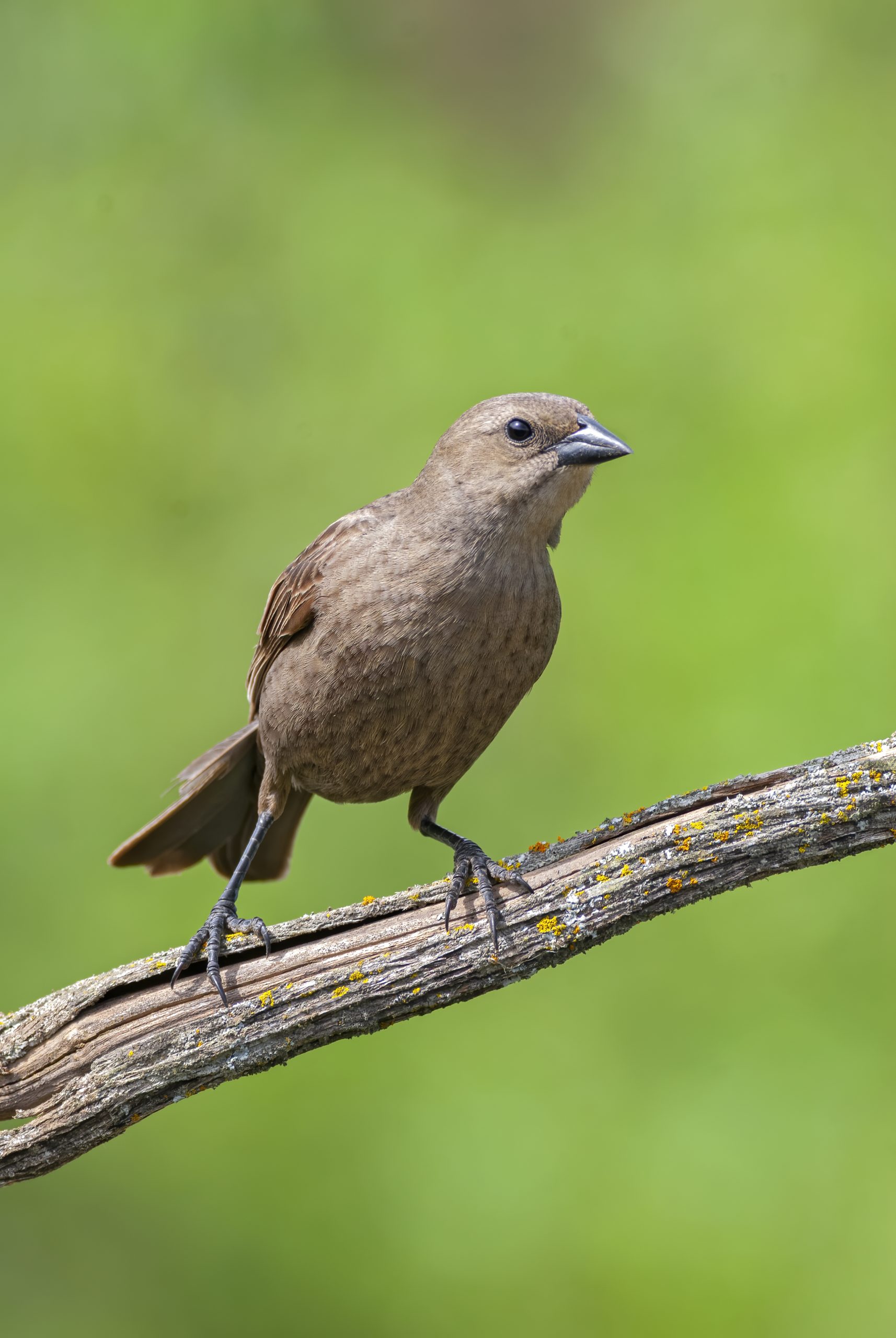 Shiny Cowbird
