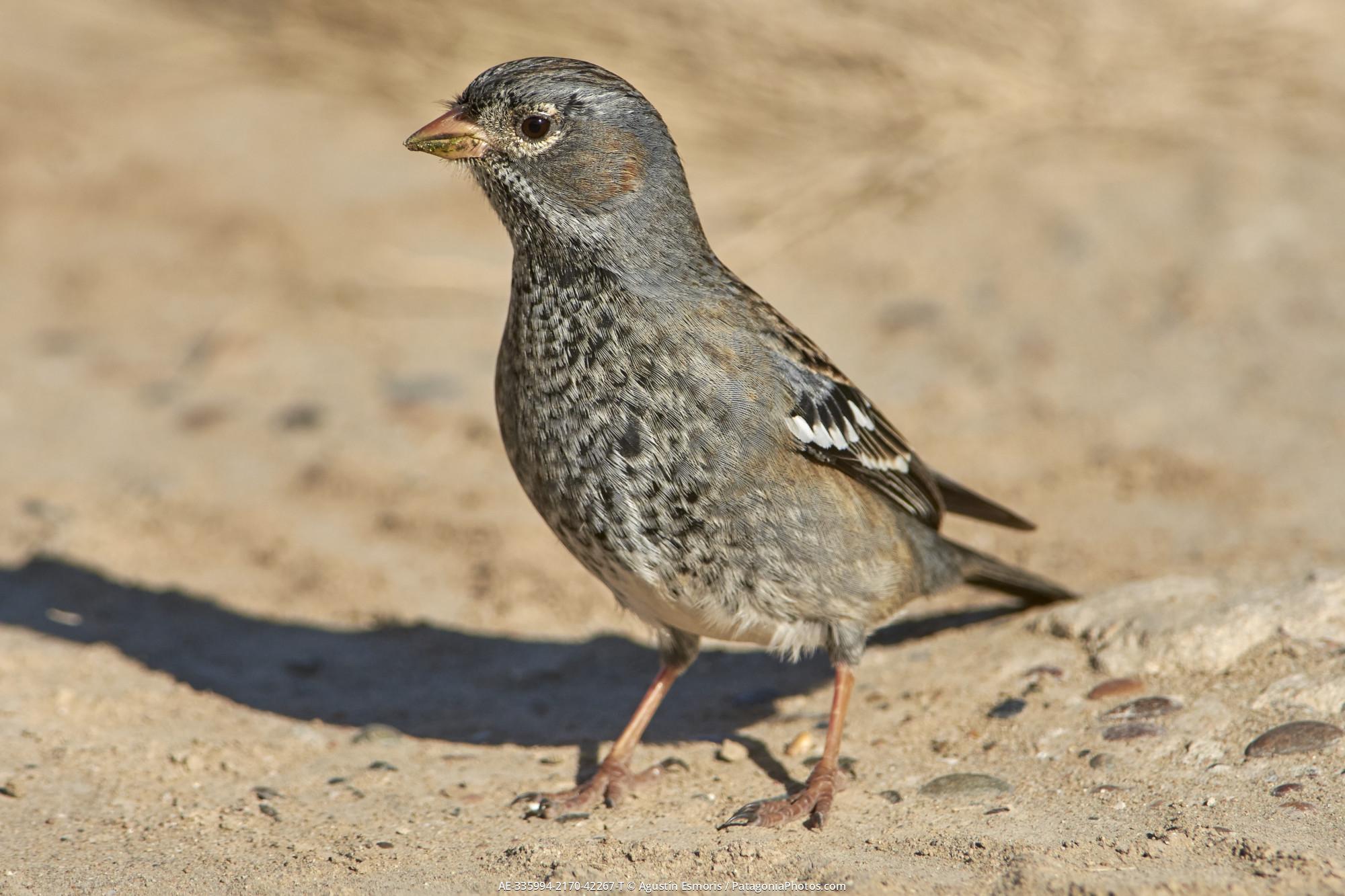 Mourning Sierra Finch