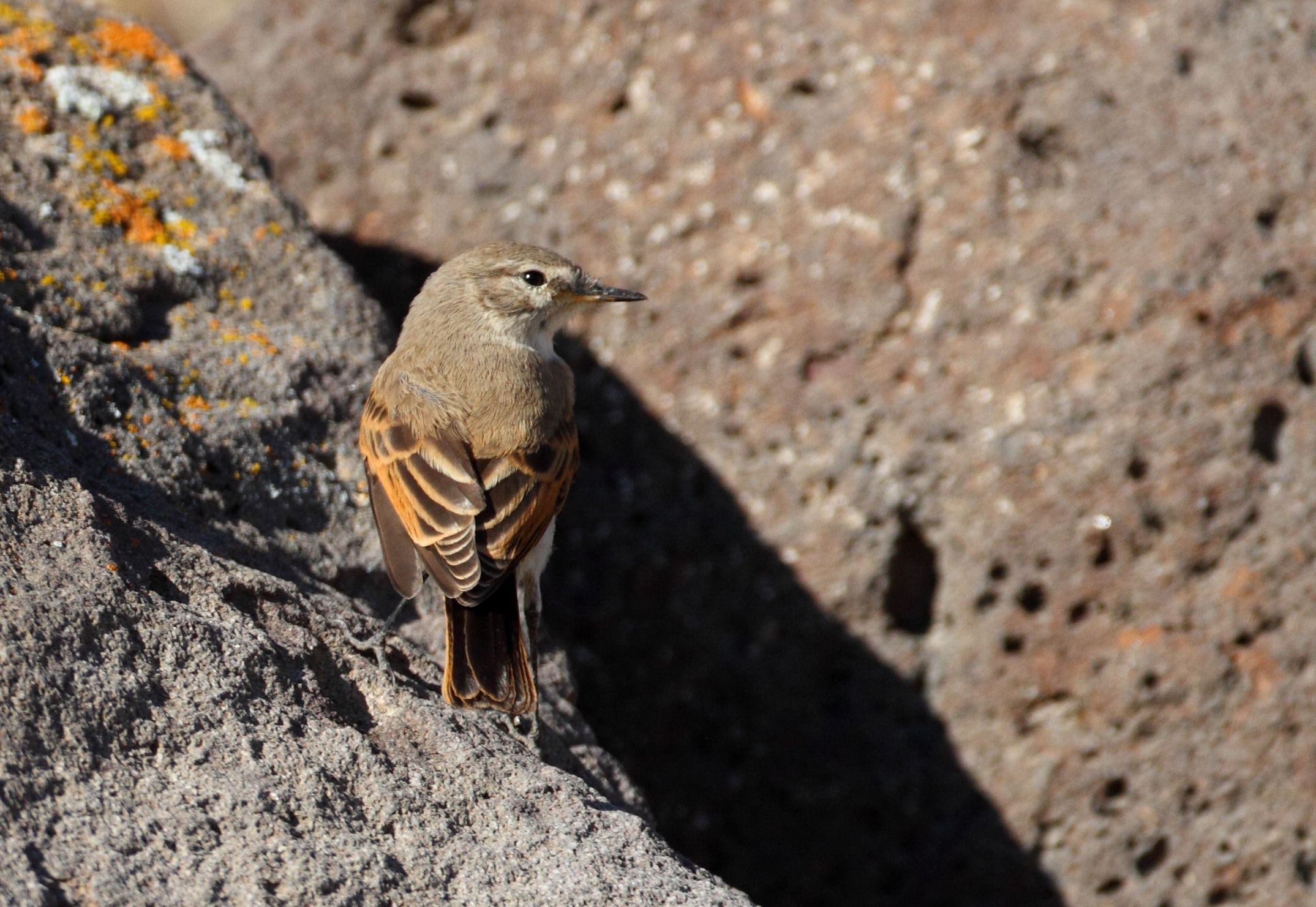 Spot-billed Ground-Tyrant