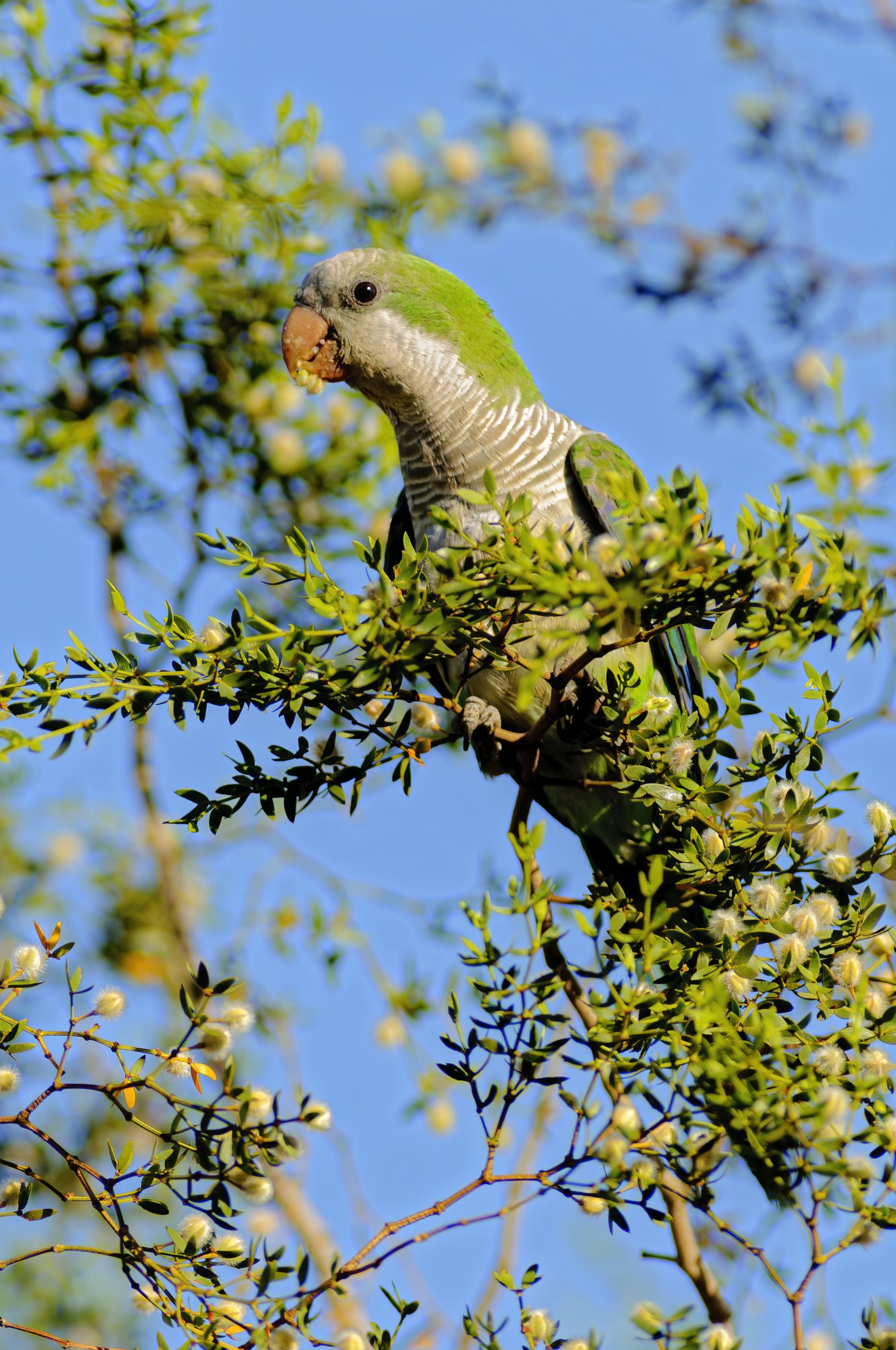 Monk Parakeet