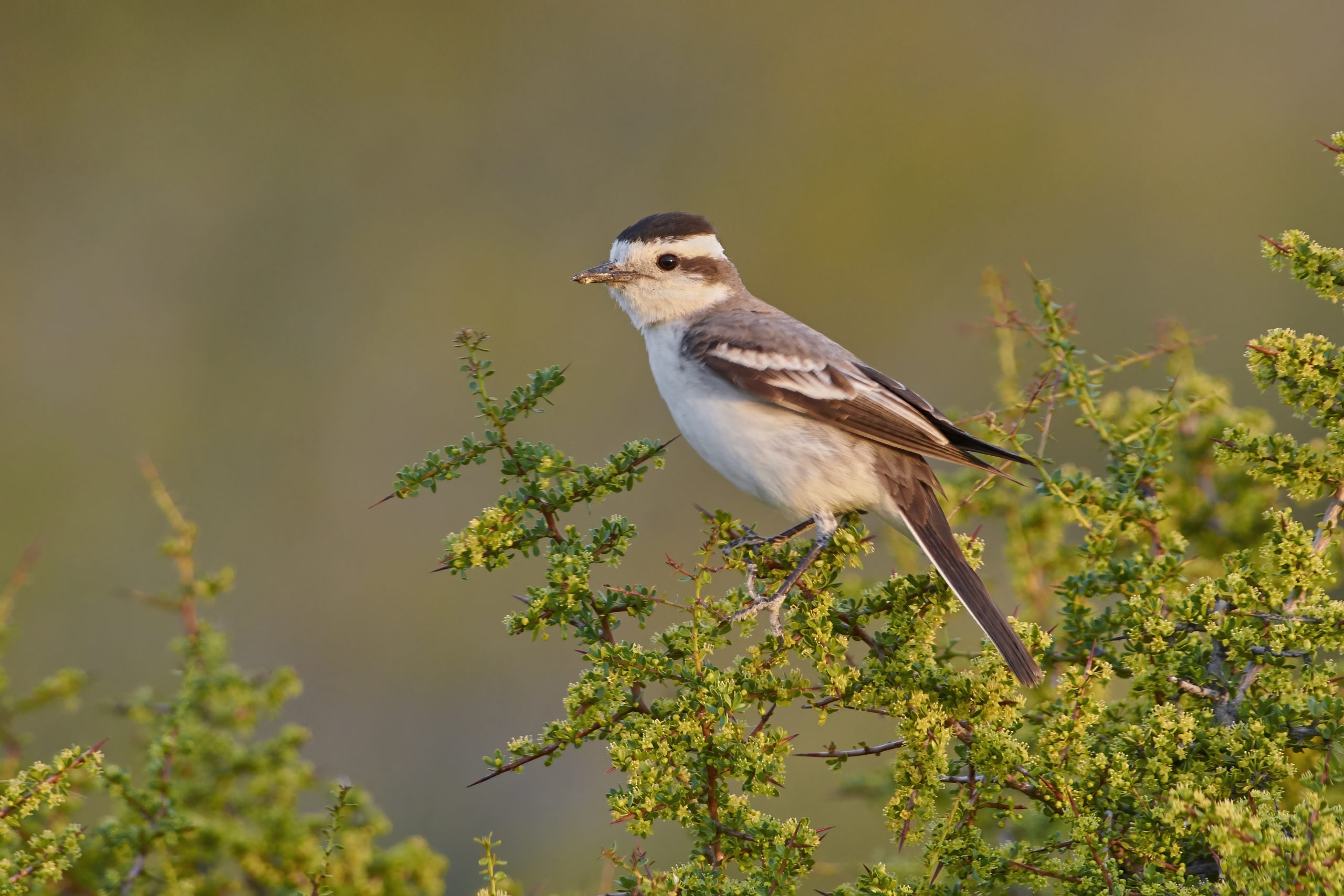 Black-crowned monjita