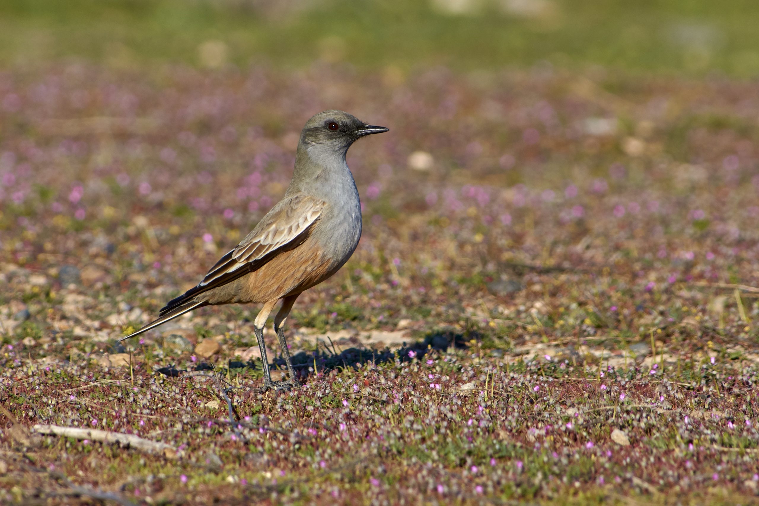 Chocolate-vented Tyrant