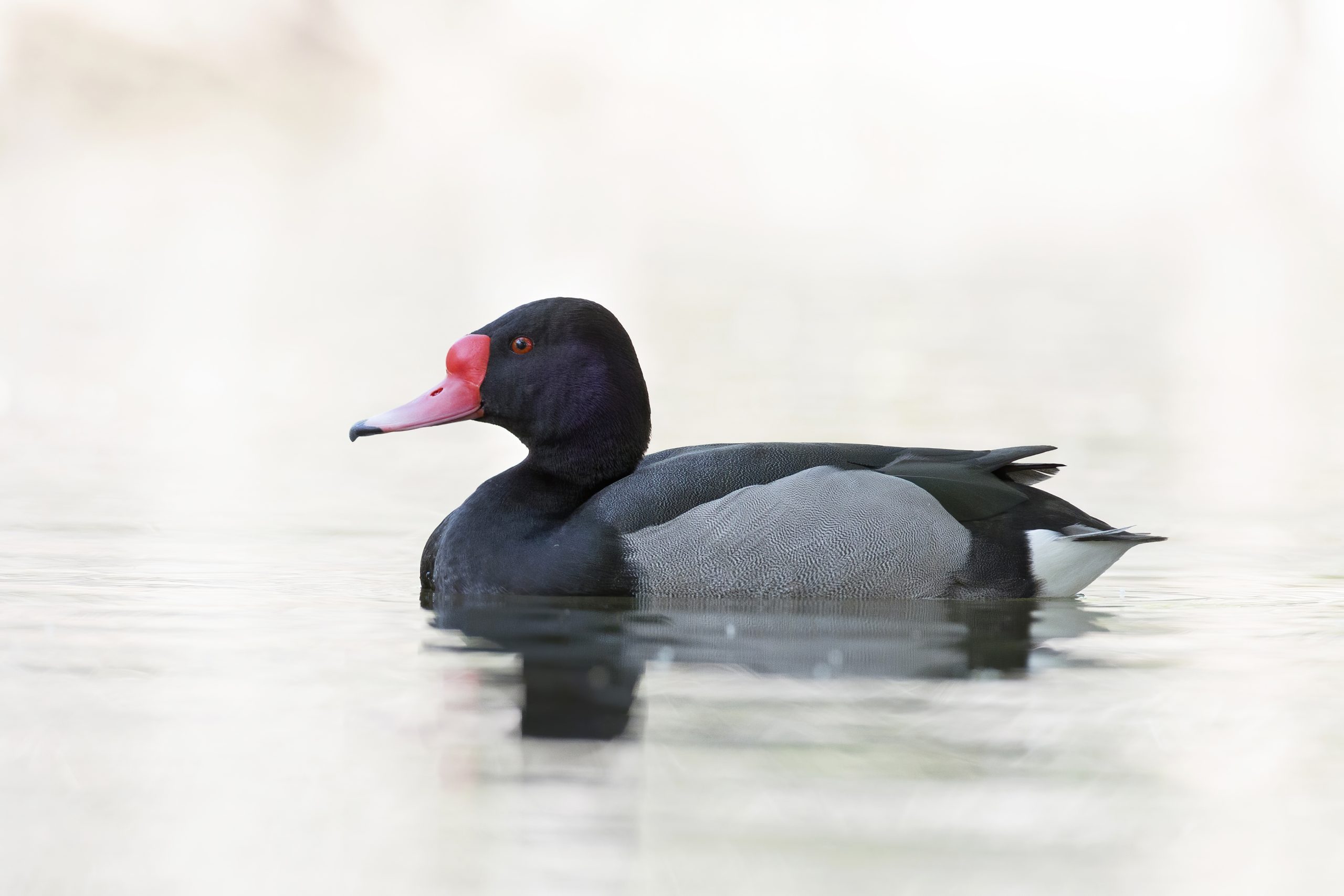 Rosy-billed pochard
