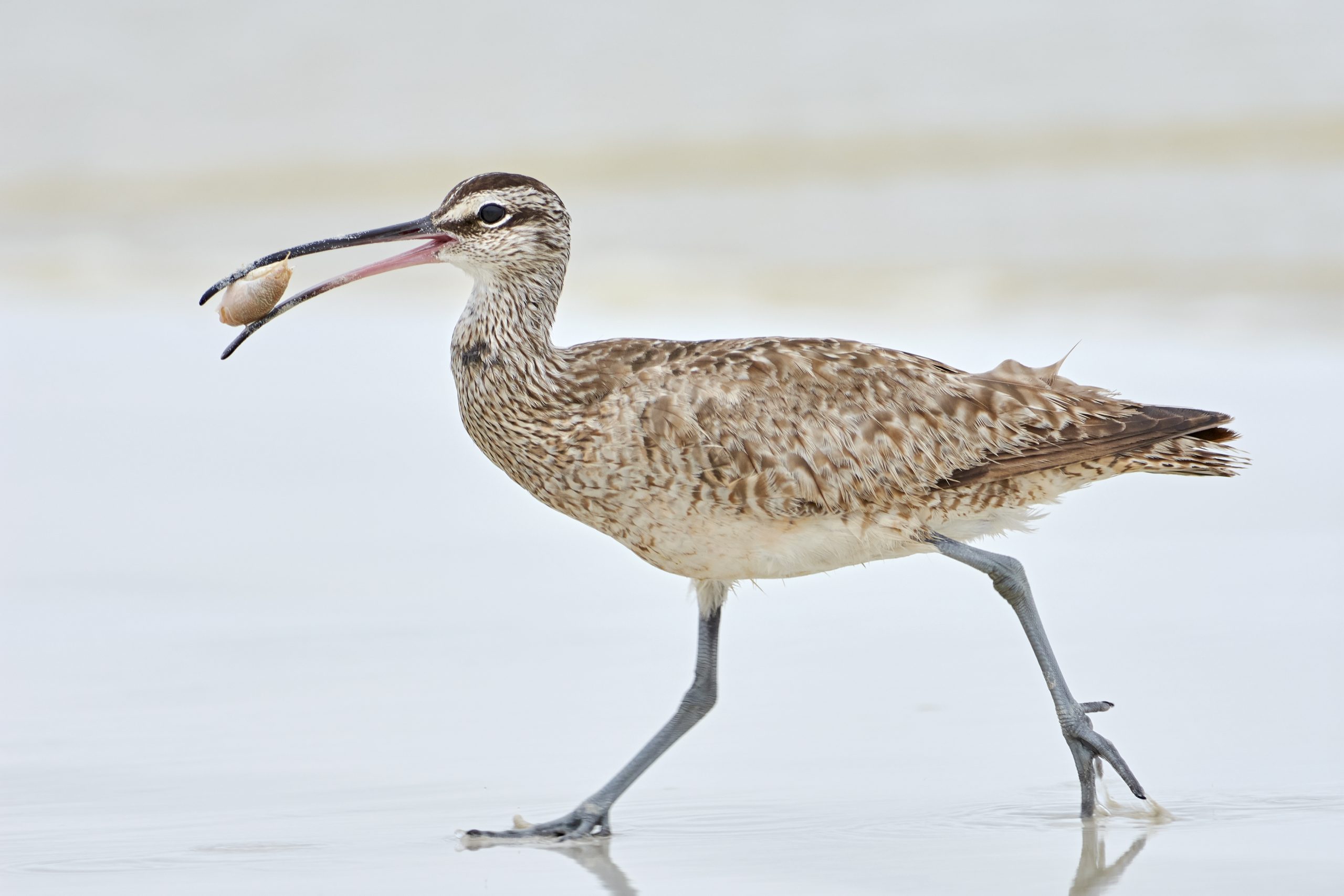 Whimbrel