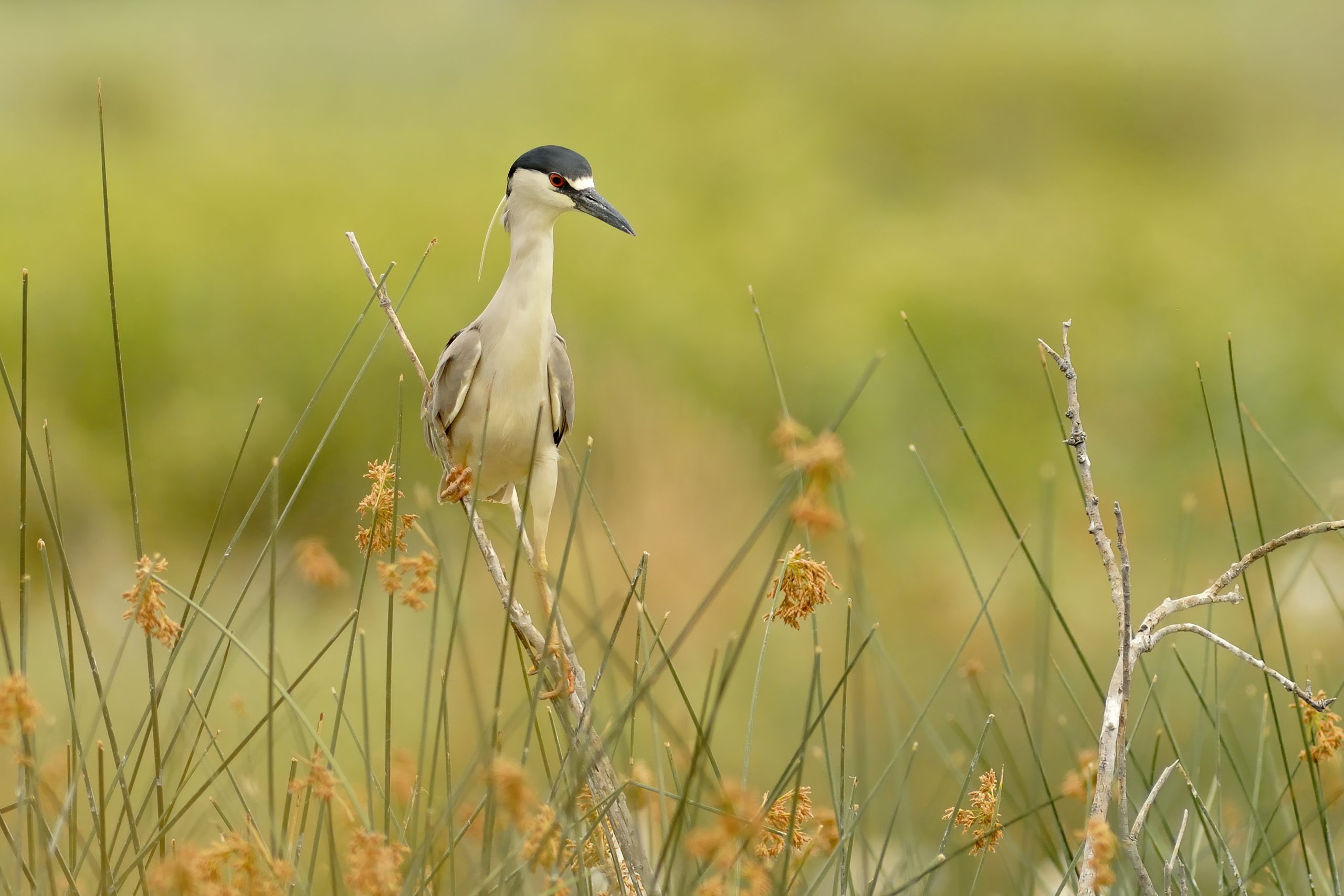 Black-crowned Night-heron