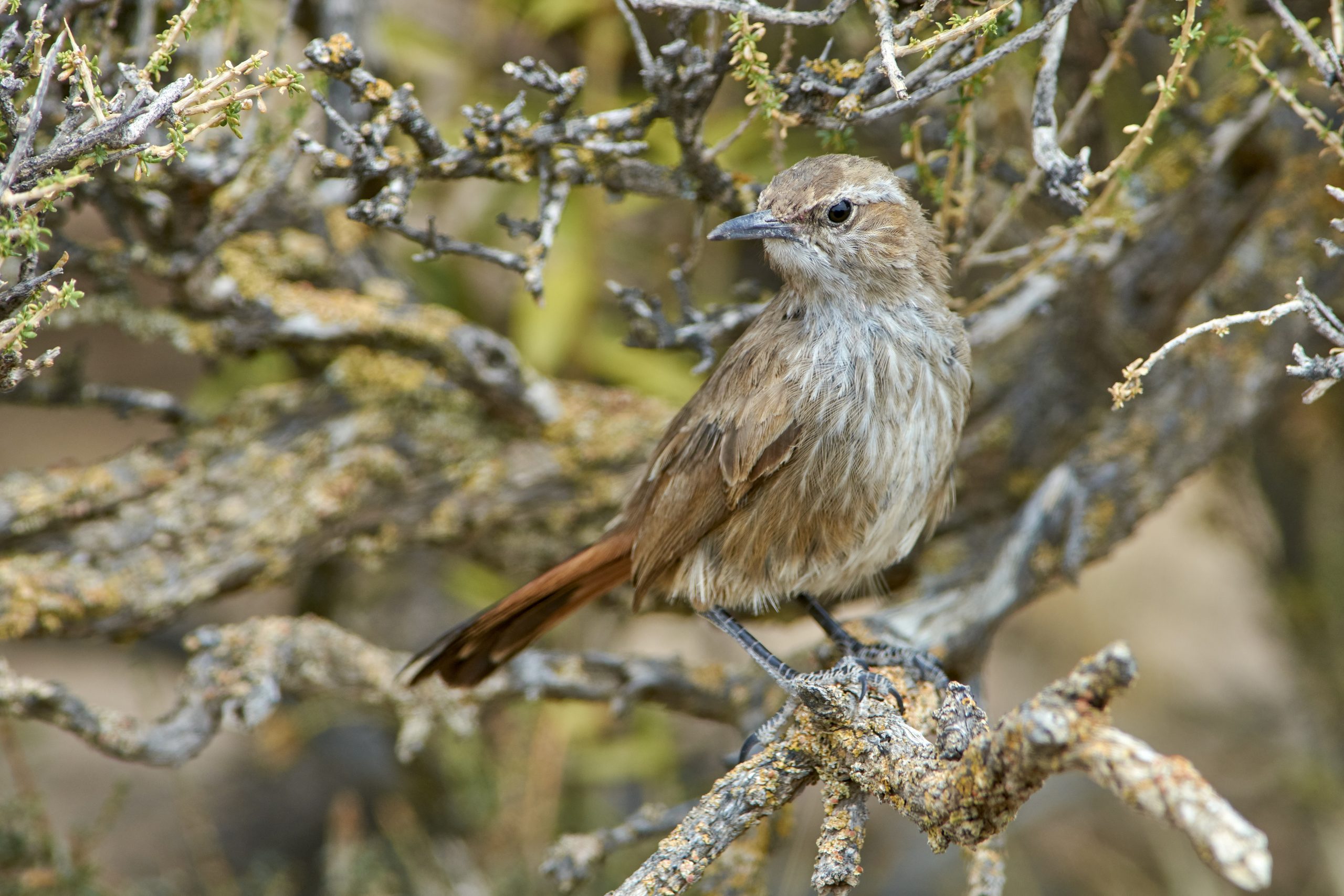Band-tailed Earthcreeper
