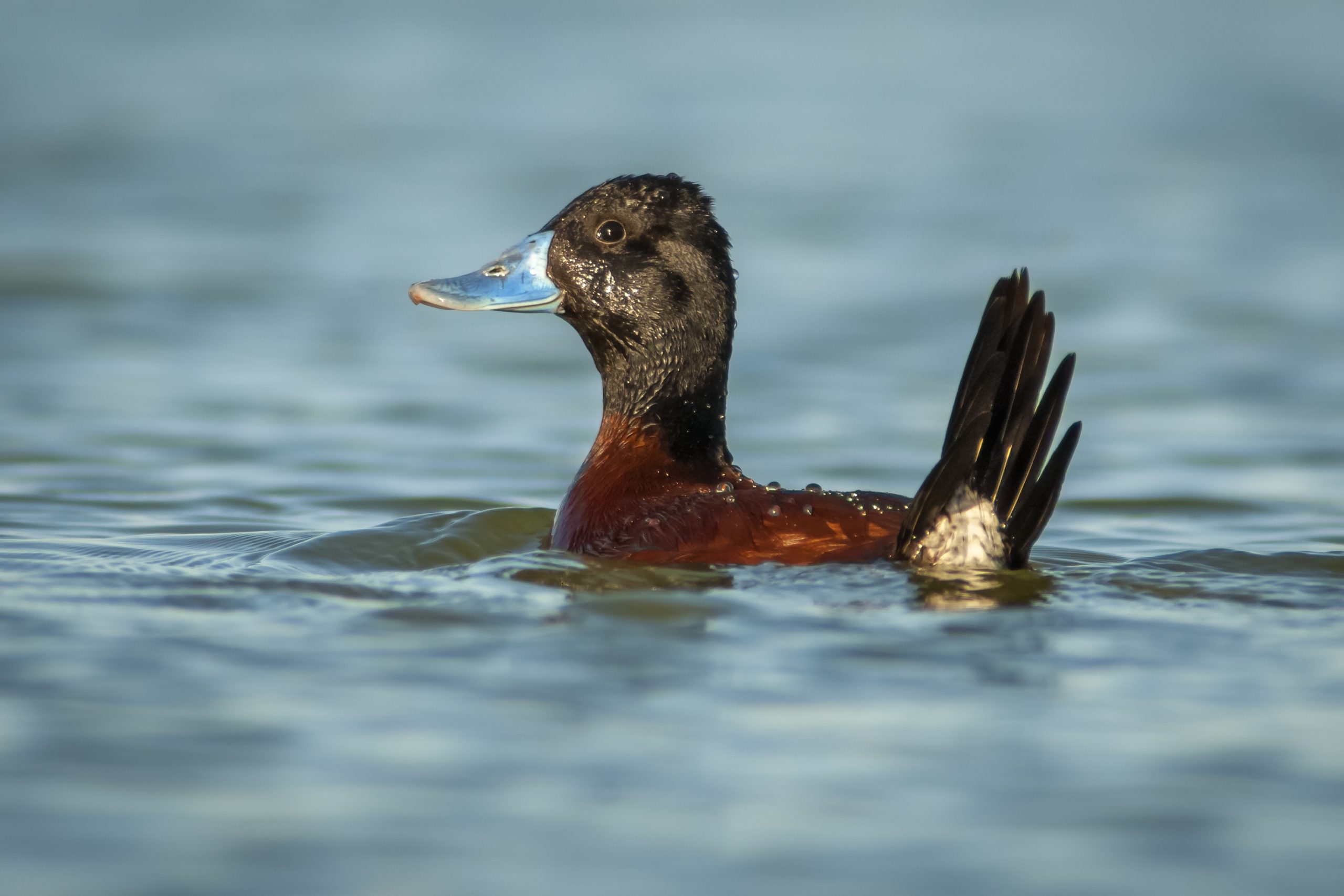 Argentine Ruddy Duck