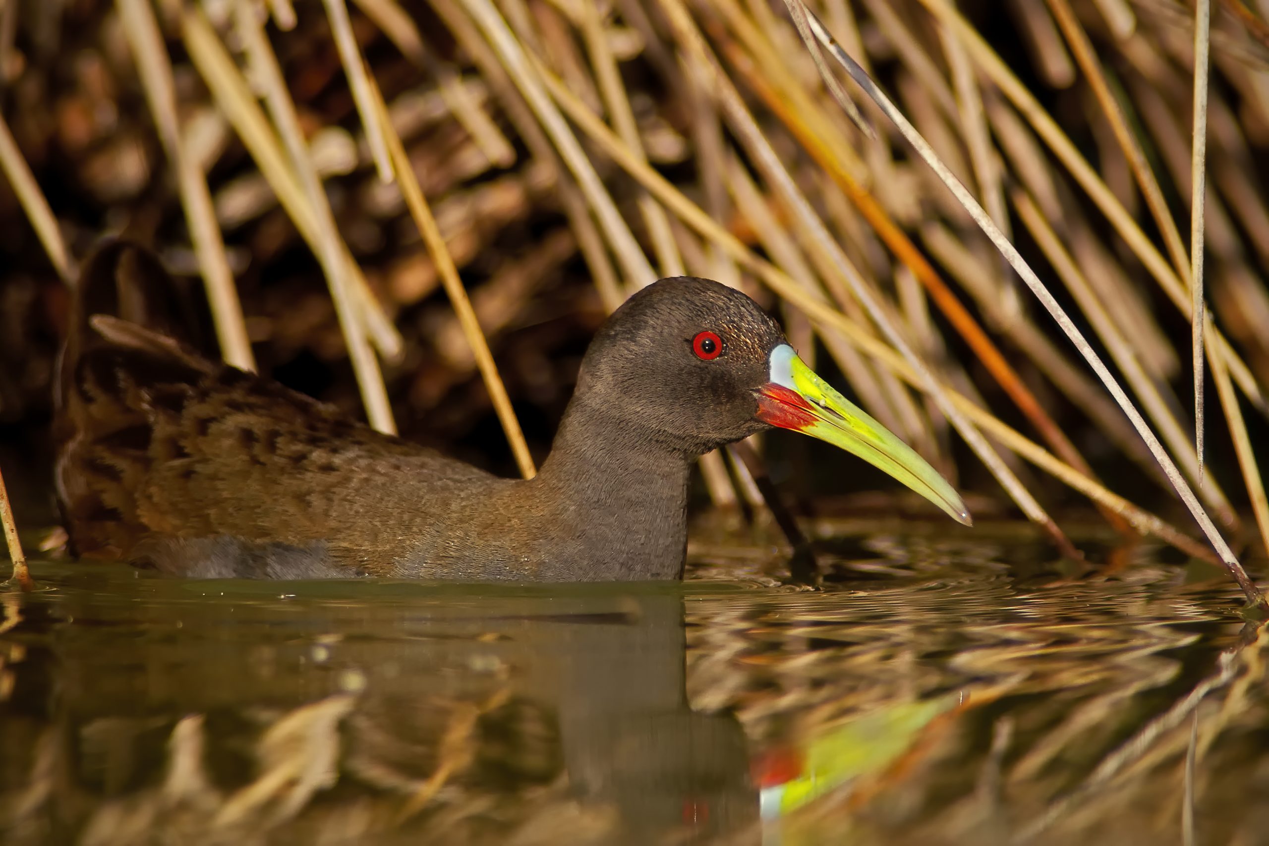 Plumbeous Rail