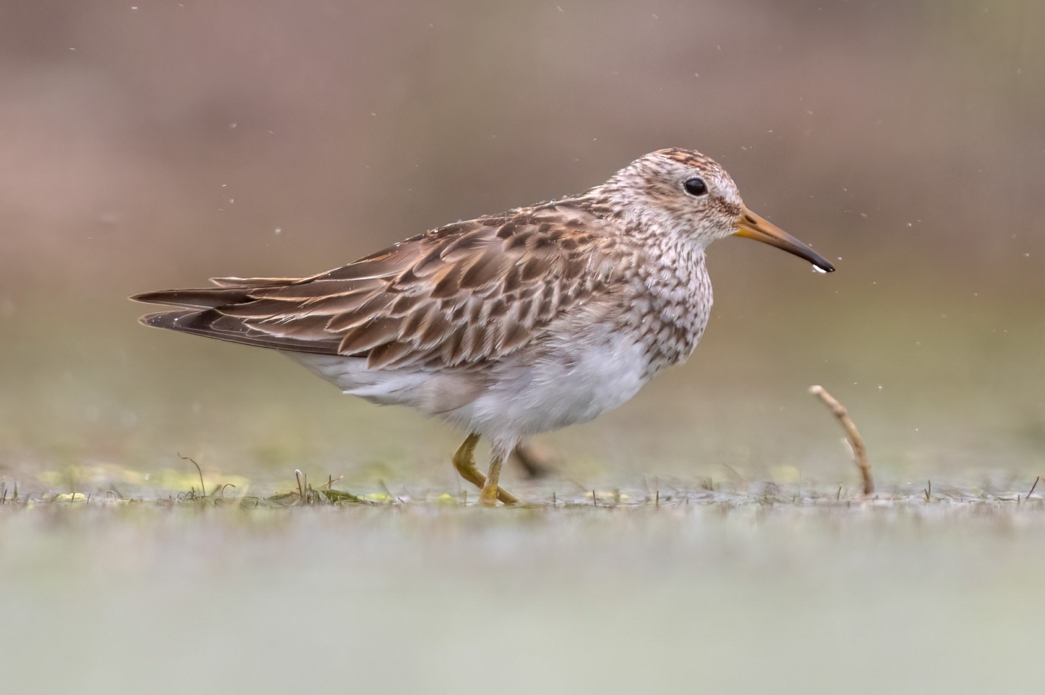 Pectoral Sandpiper