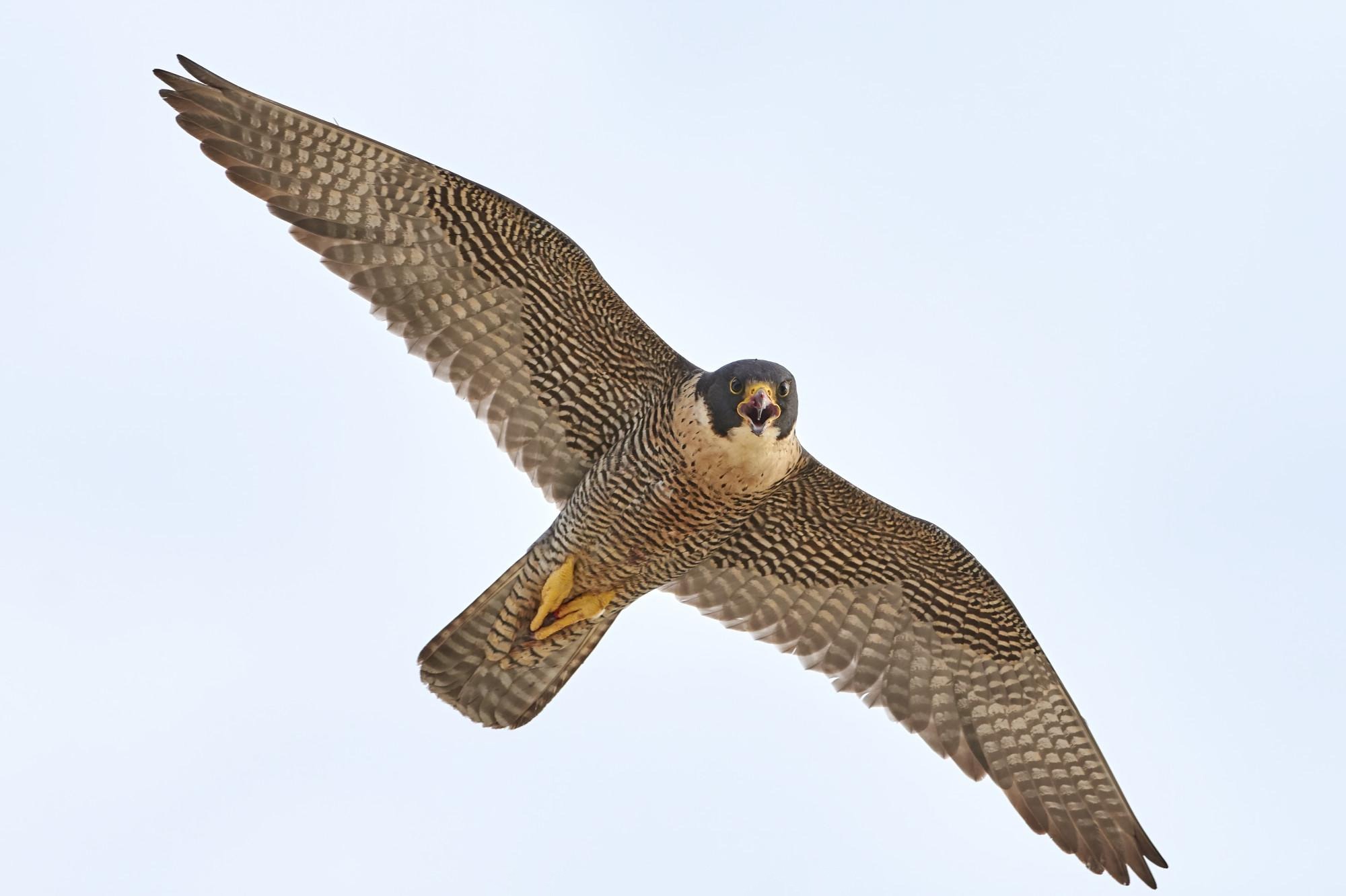 Peregrine Falcon