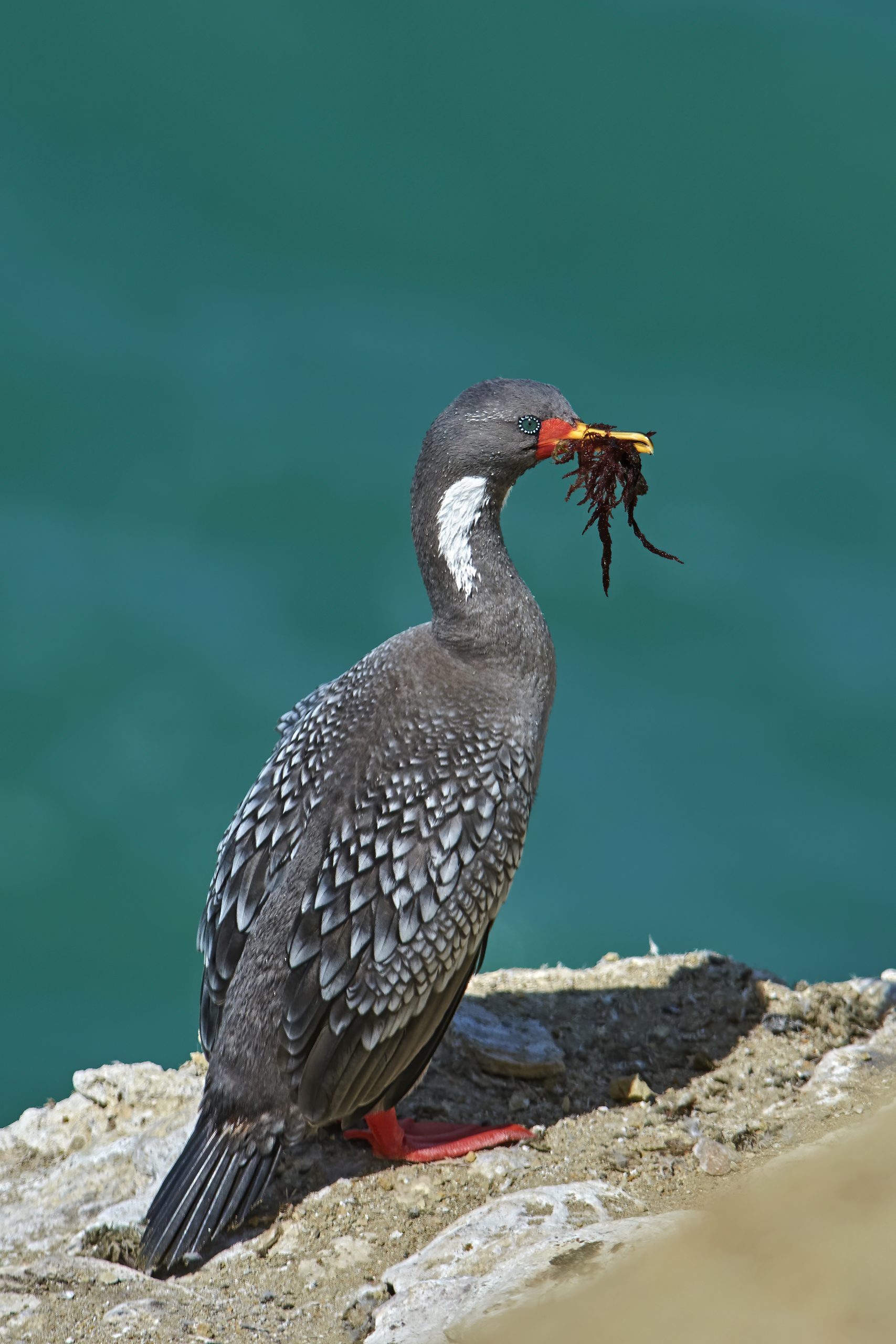 Red-legged Cormorant