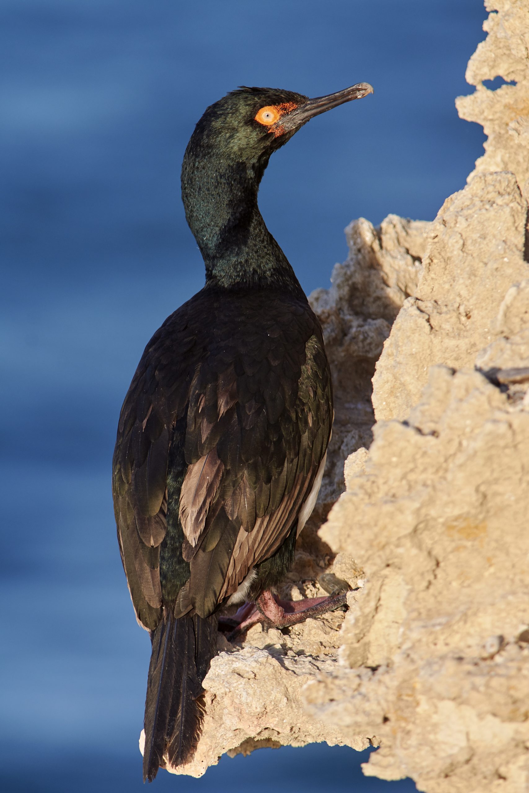 Magellanic Cormorant