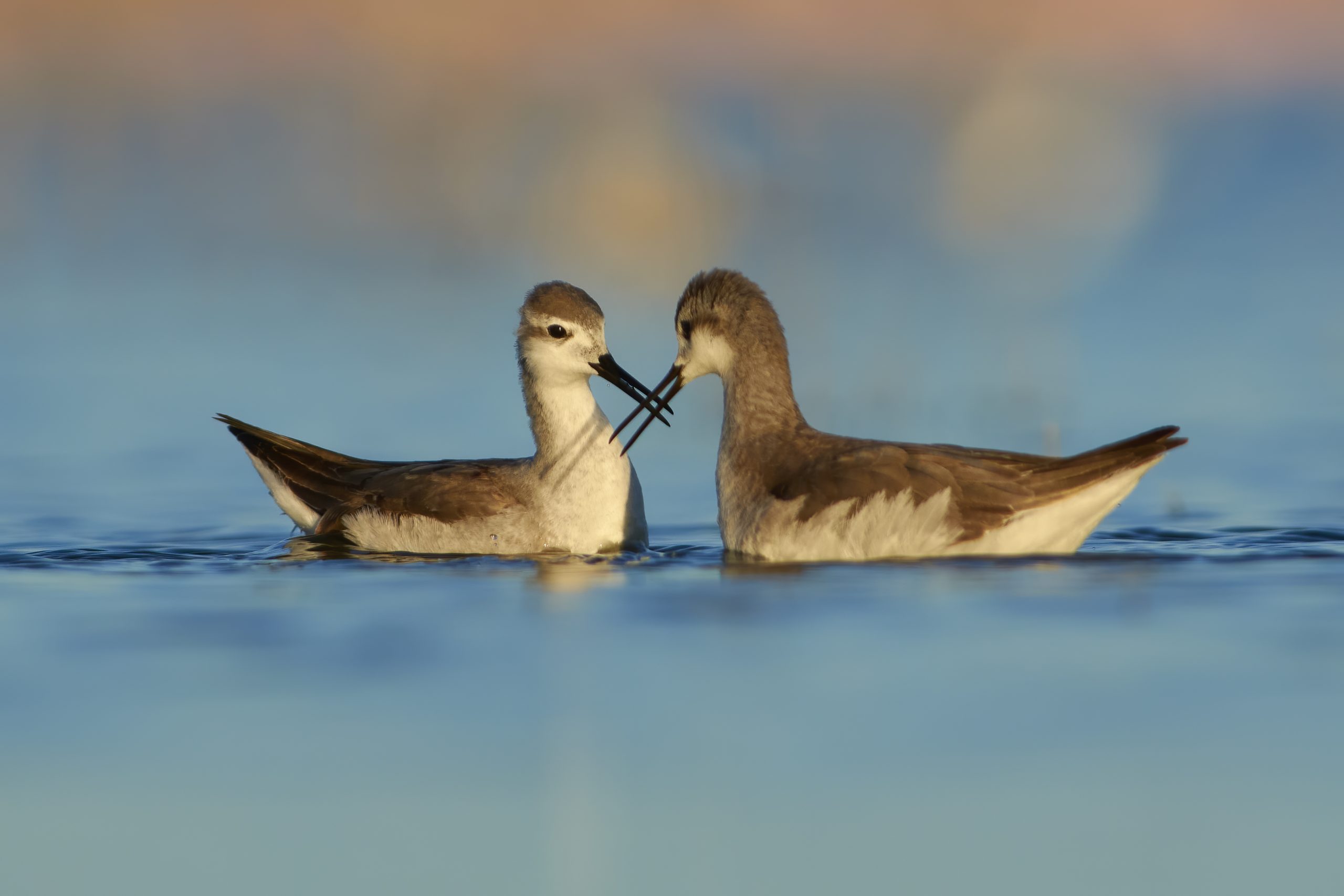 Wilson's Phalarope