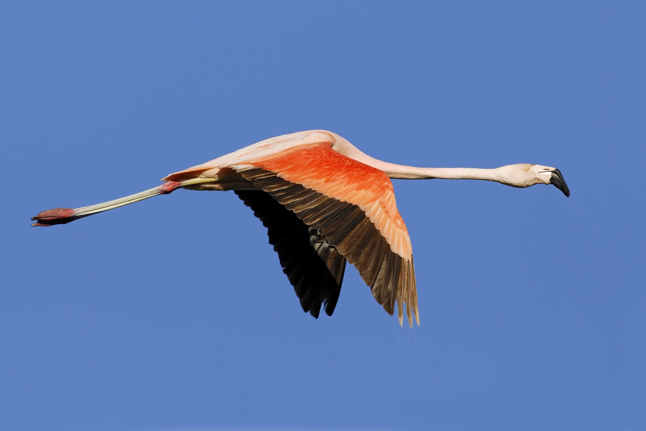 Chilean Flamingo