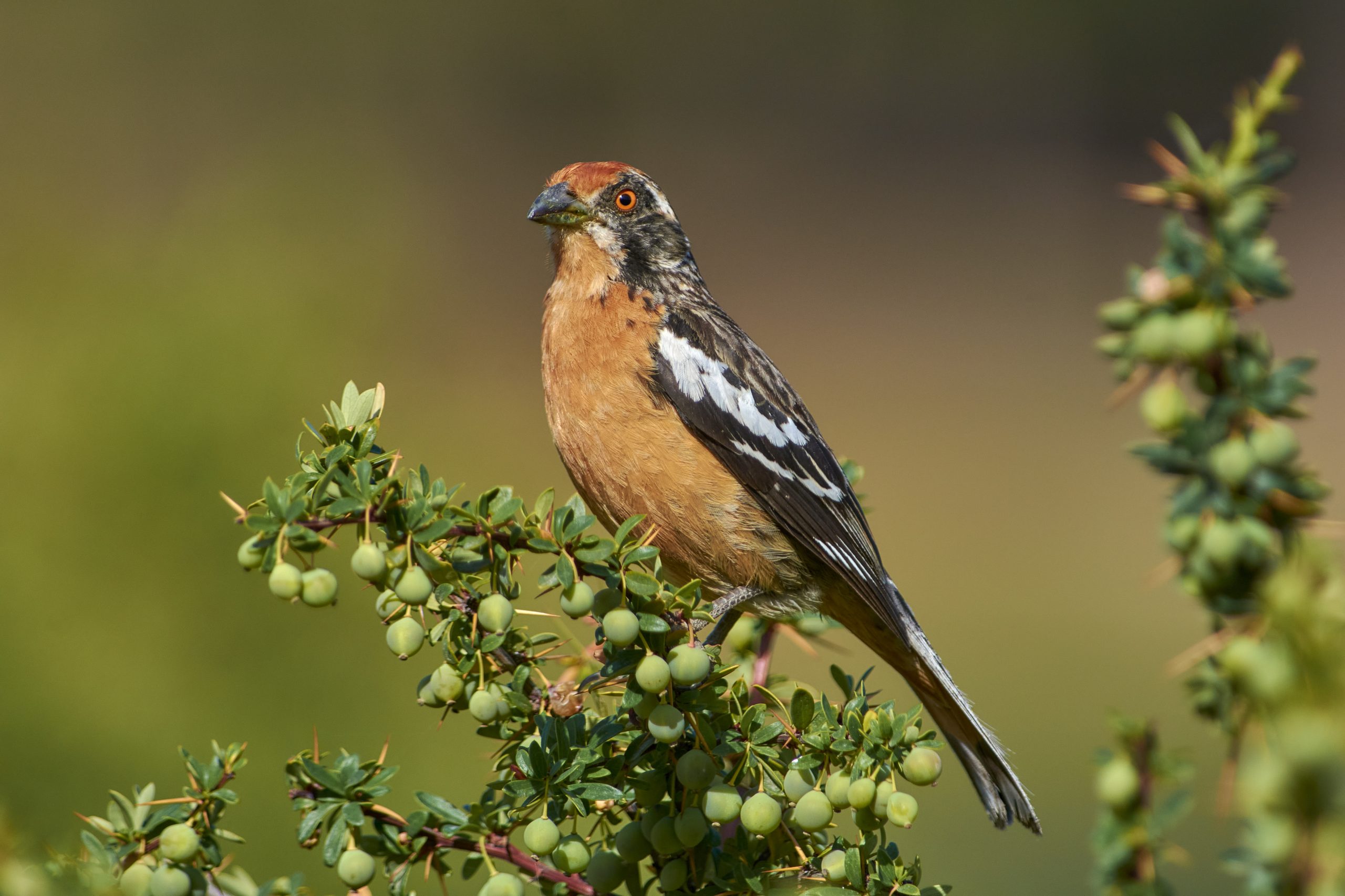 Rufous-tailed Plantcutter