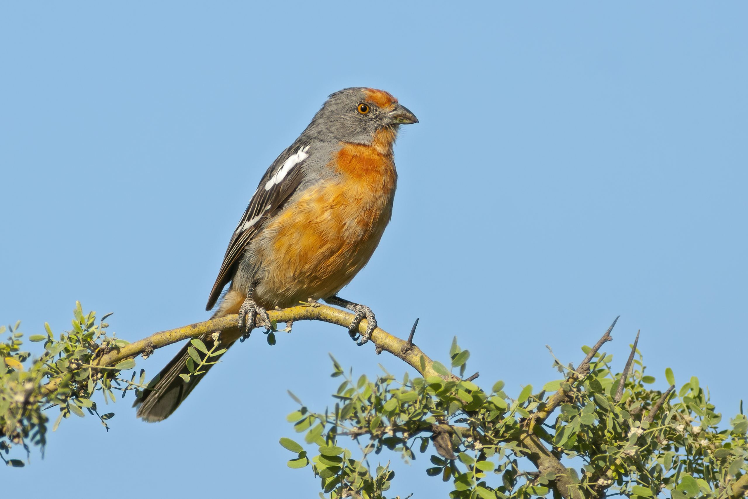 White-tipped Plantcutter