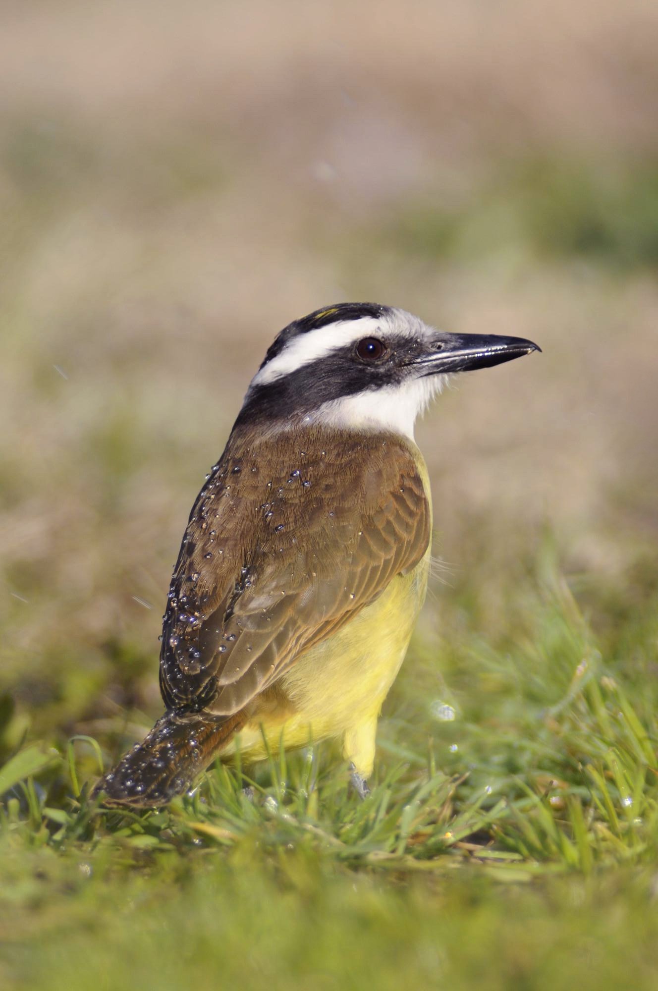 Great Kiskadee