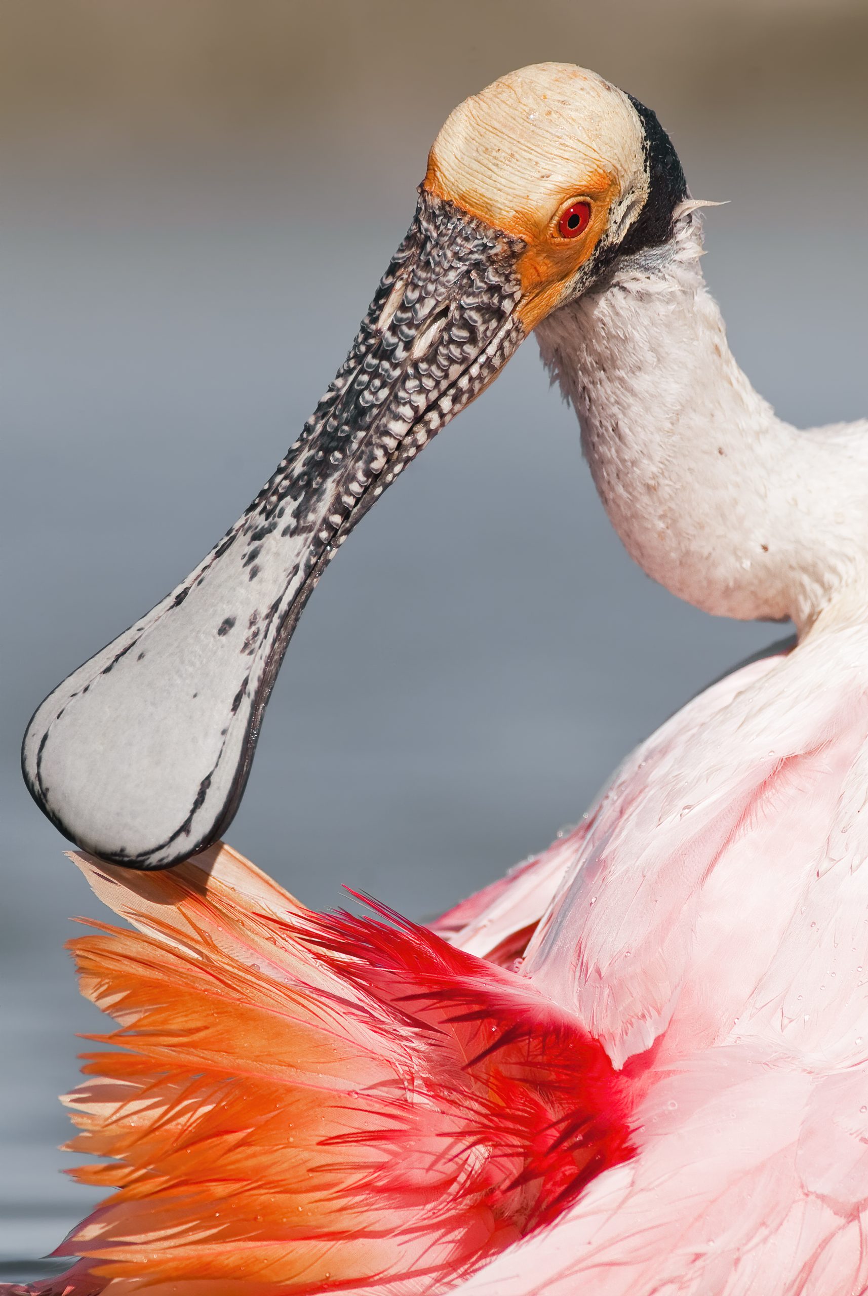 Roseate Spoonbill
