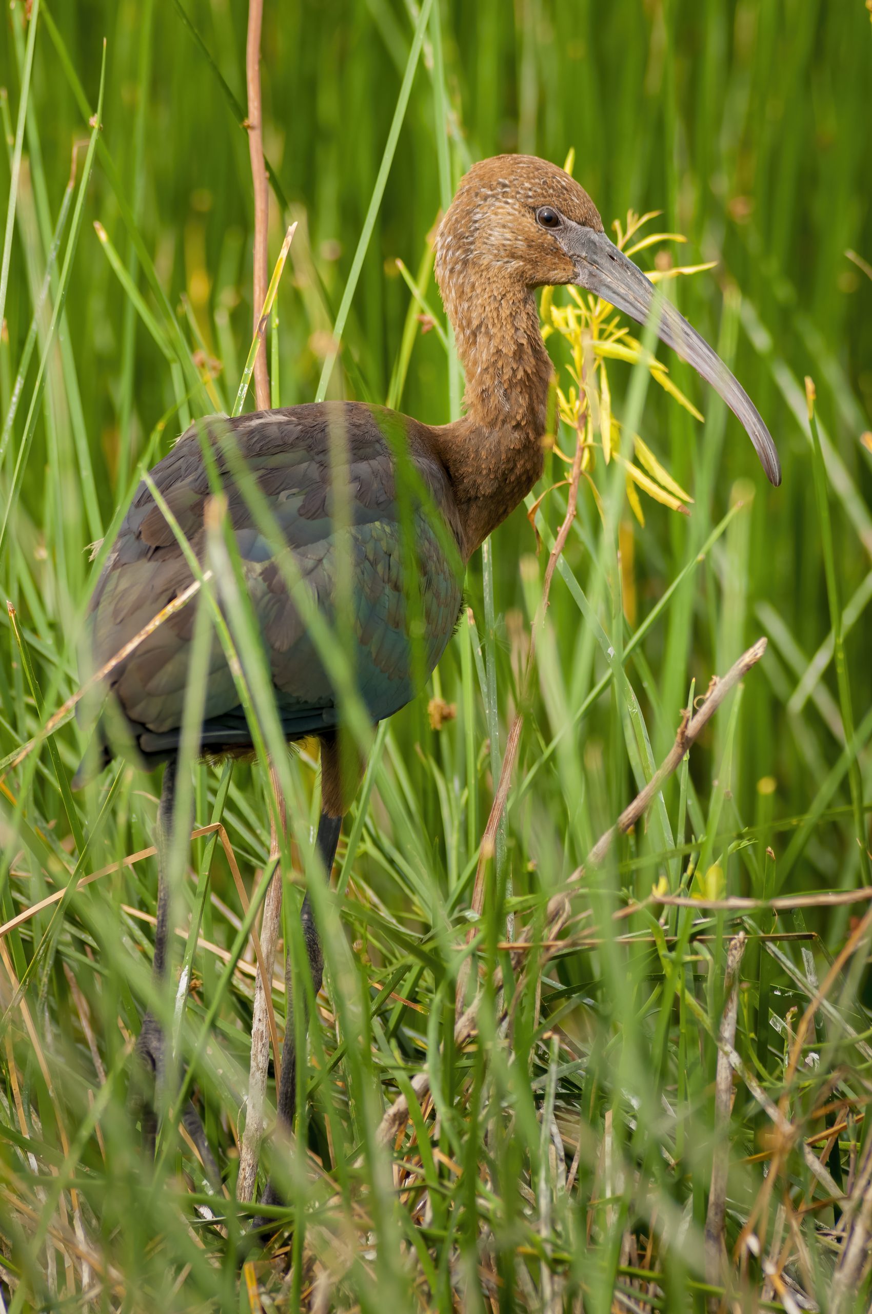 White-faced Ibis